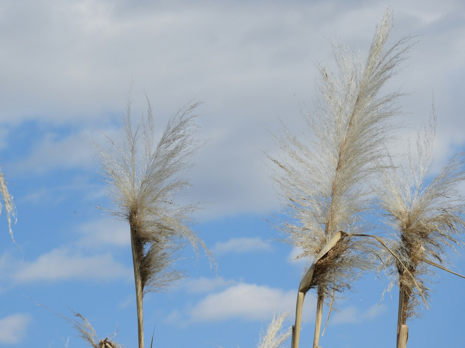 Pampas grass plumes swaying under a blue sky