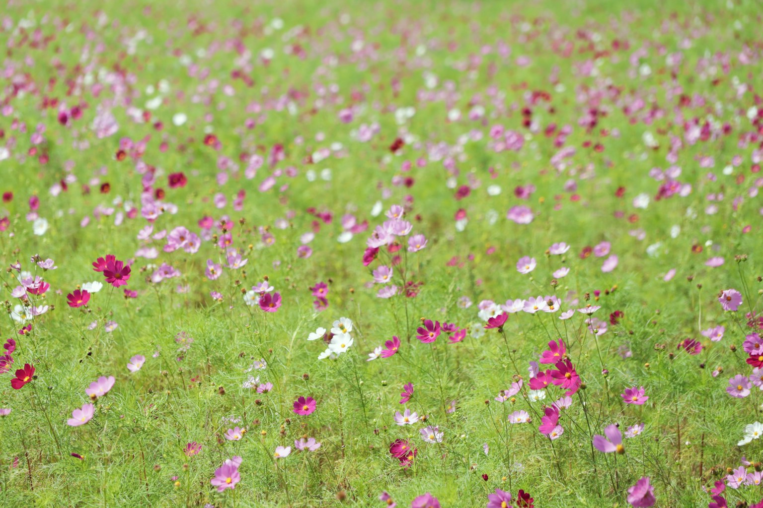 Bunte Kosmosblumen blühen auf einem grünen Feld