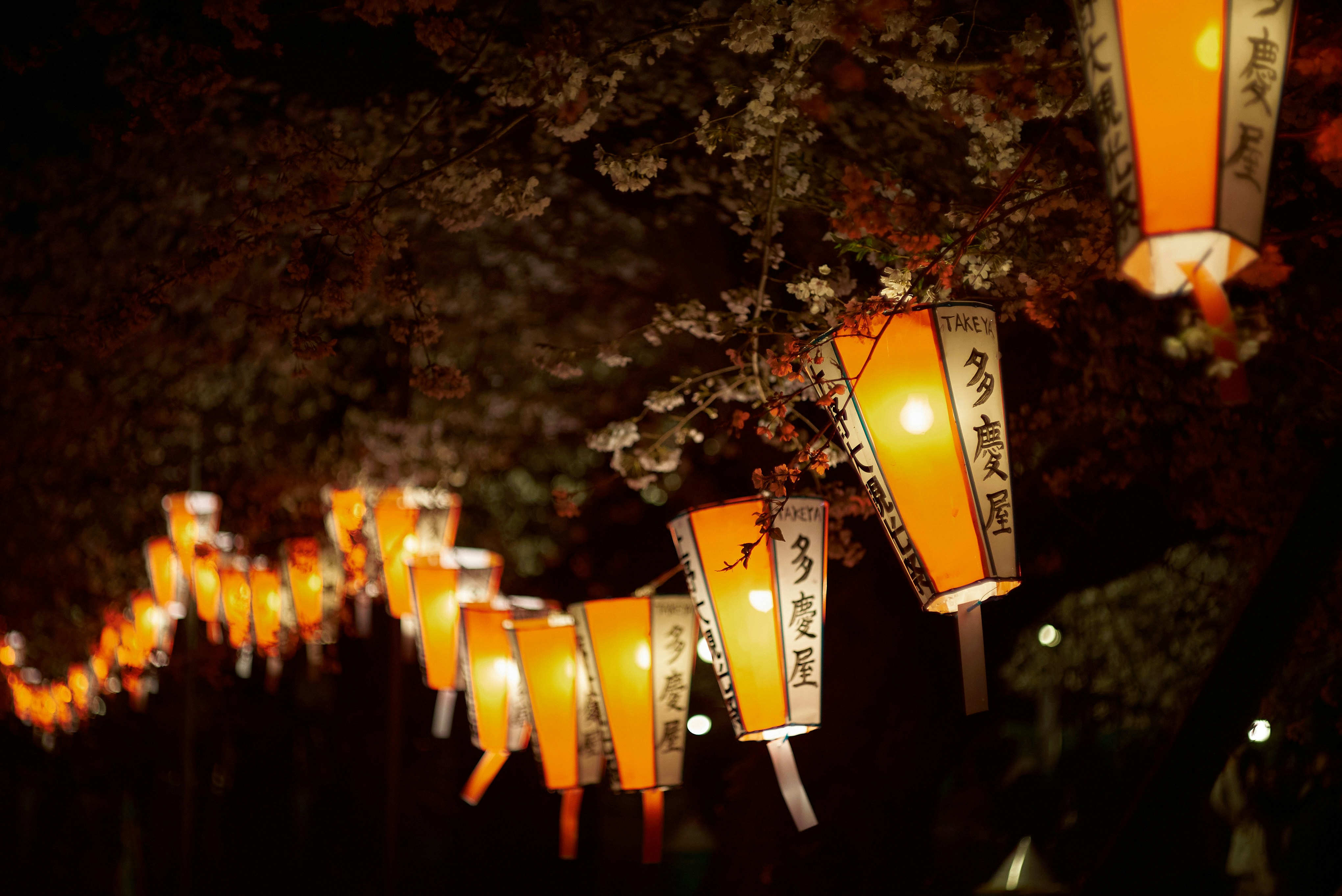 lanterns lining a path under cherry blossoms at night