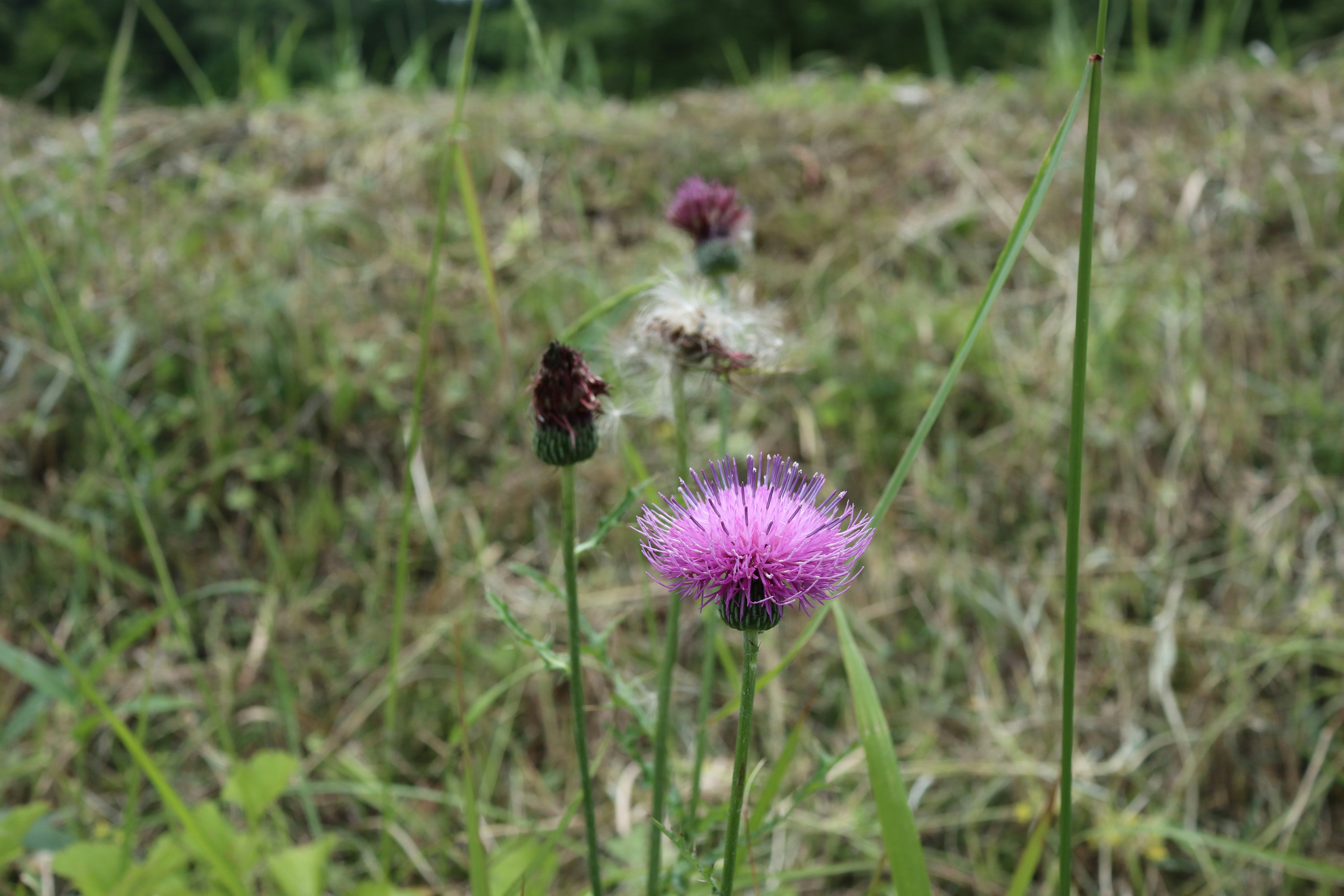大分県の野原で咲くアザミの花