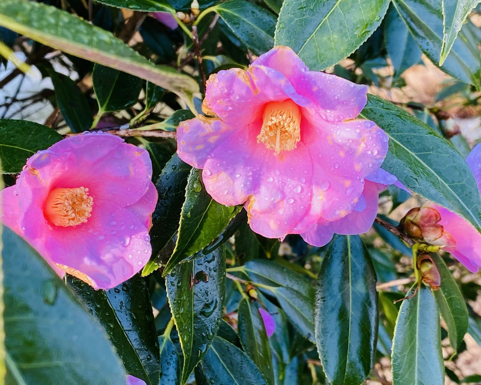 ดอกไม้สีชมพูสดใสกับใบสีเขียว
