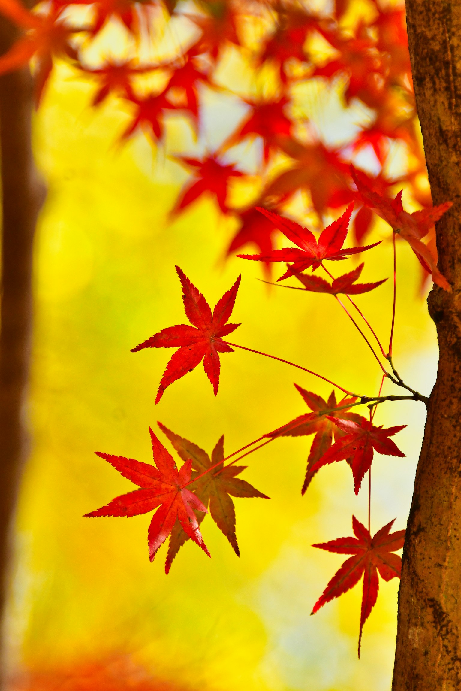 鮮やかな赤いもみじの葉が黄色い背景に映える秋の風景
