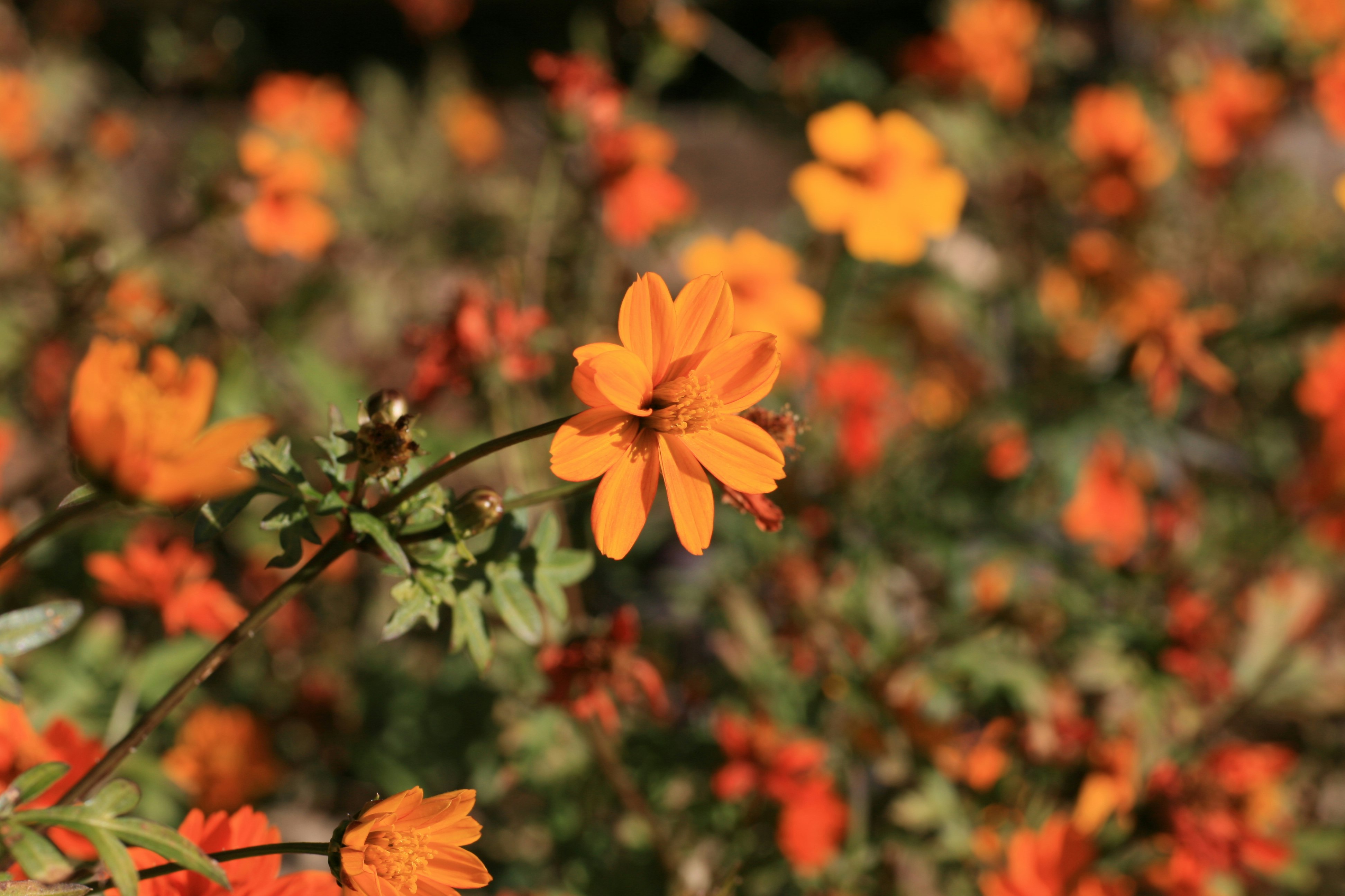 オレンジの花が咲く花畑のボケ背景