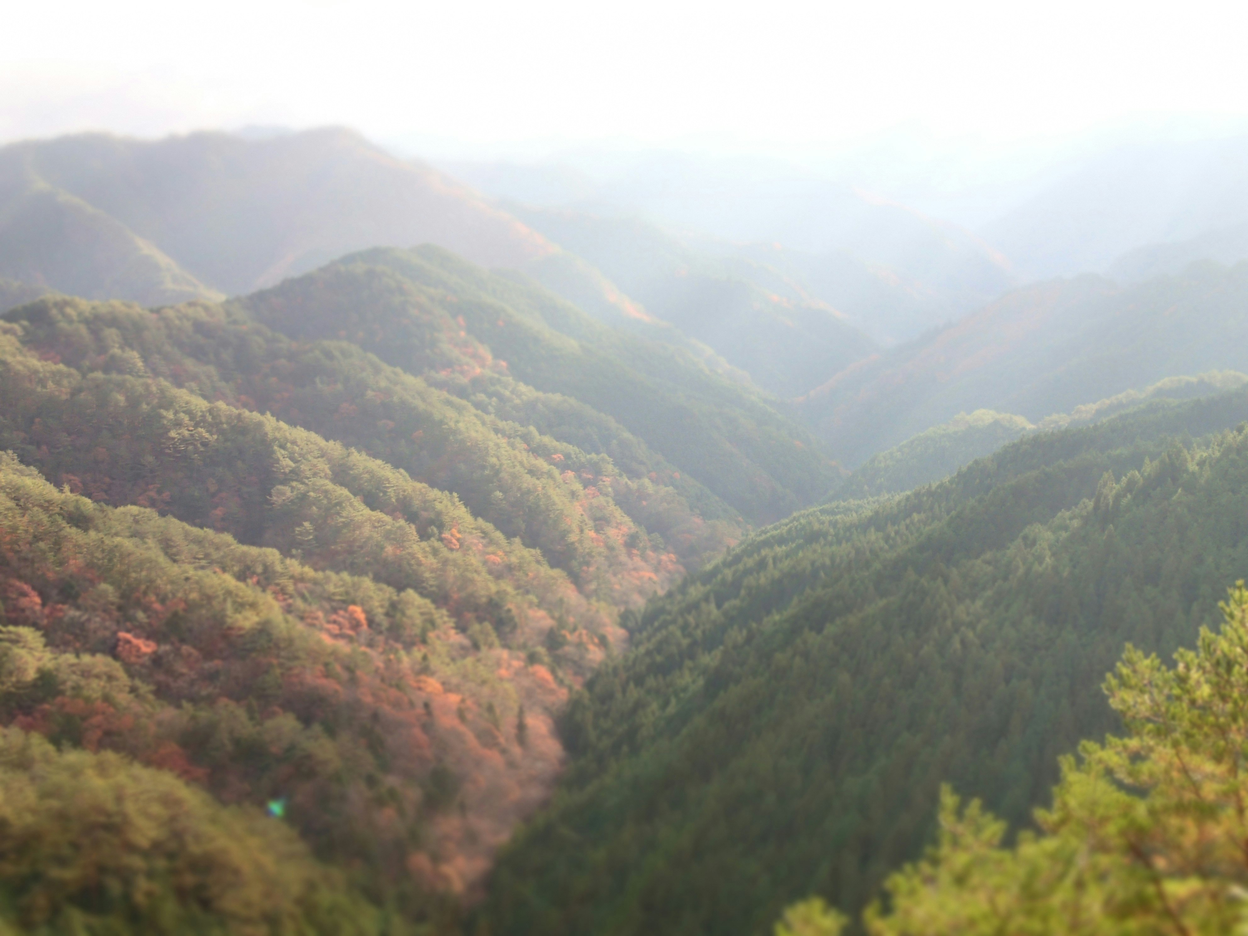 霧のかかった山あいの渓谷に広がる紅葉の森