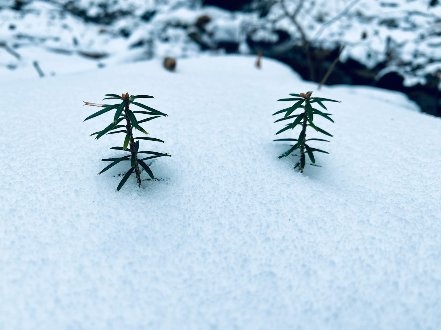 Zwei kleine immergrüne Pflanzen, die aus dem weißen Schnee ragen