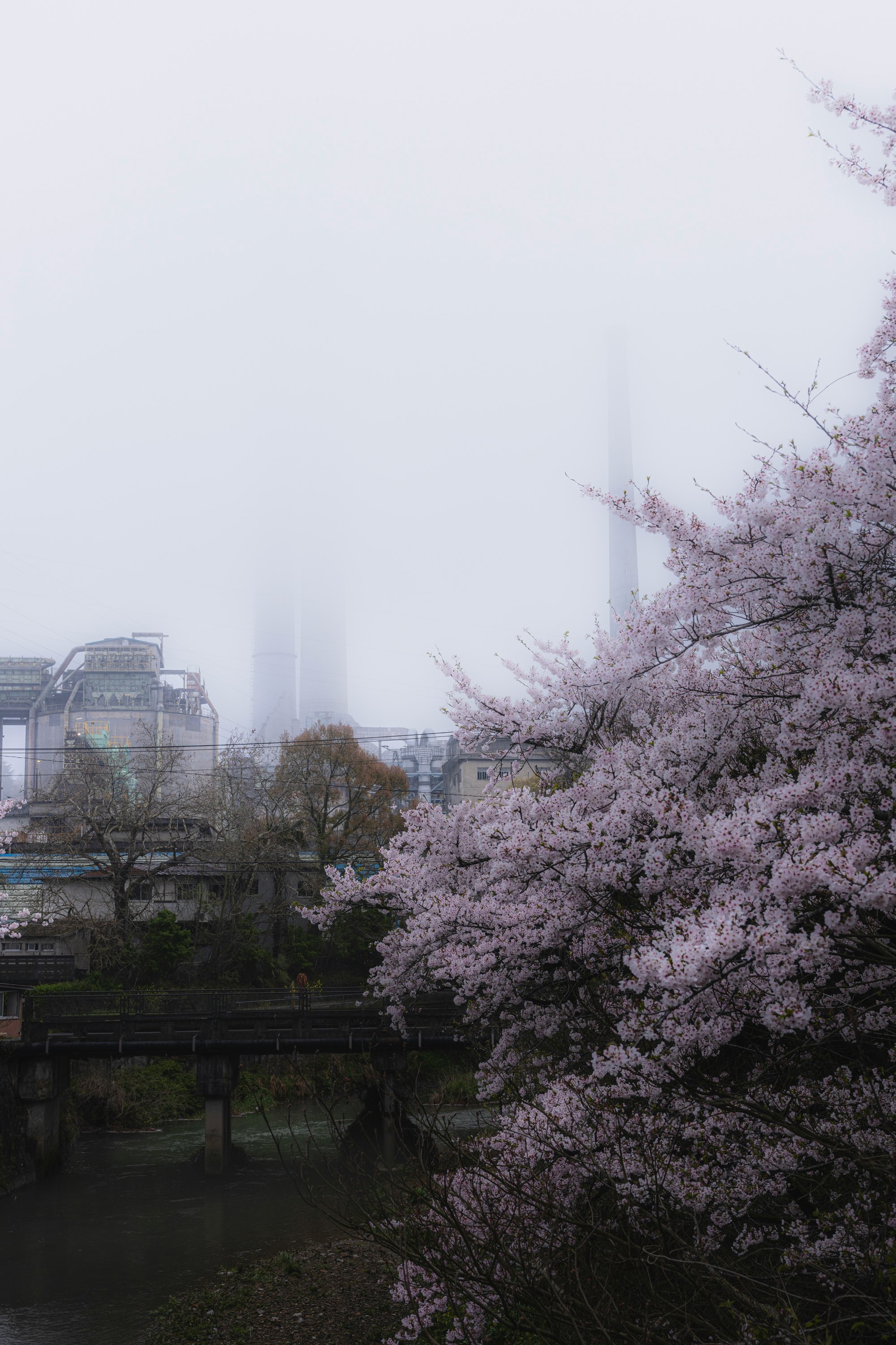 Des cerisiers en fleurs le long d’une rivière avec une ville dans le brouillard