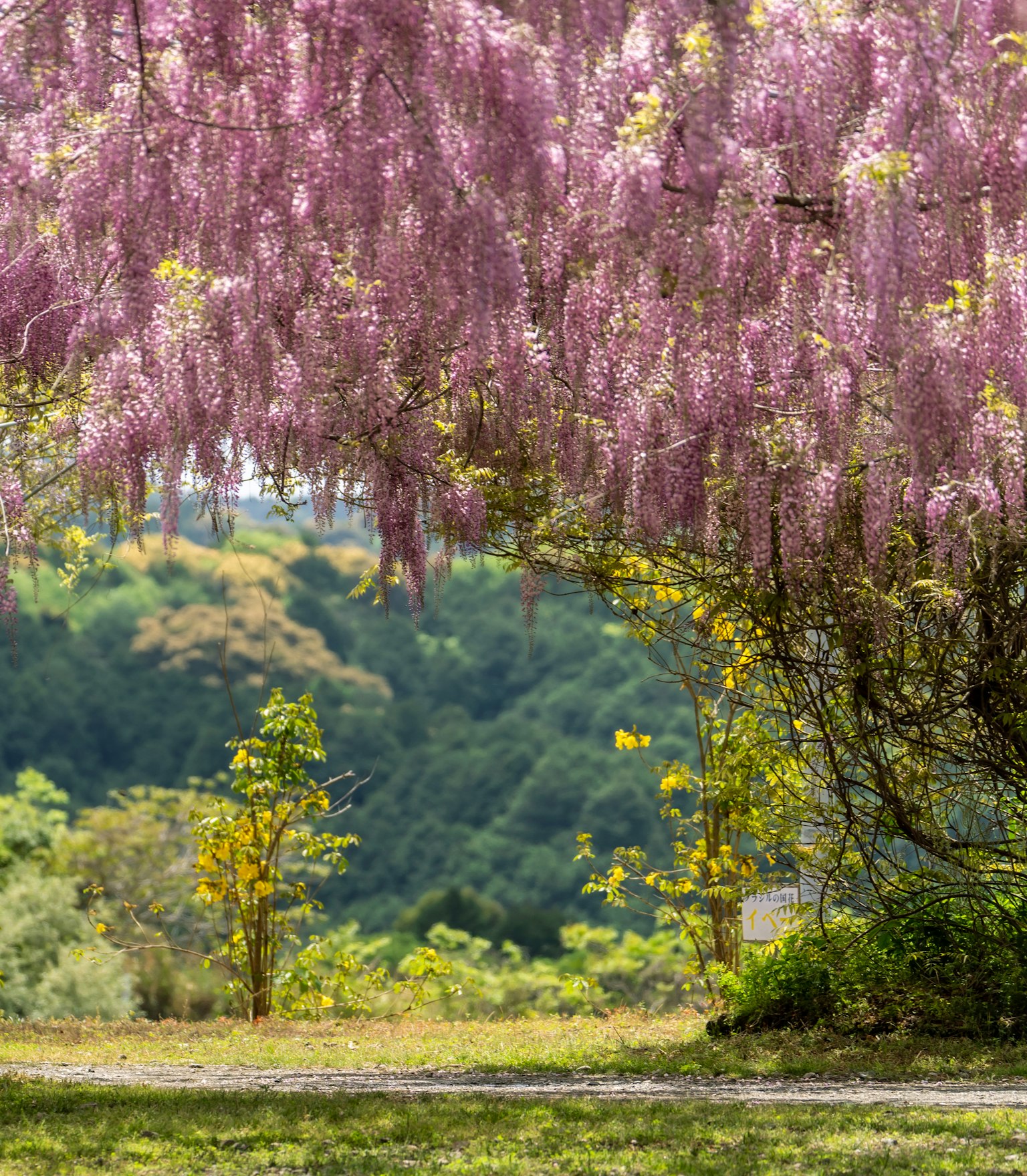 Scenic view under a blooming purple flower tree with lush greenery