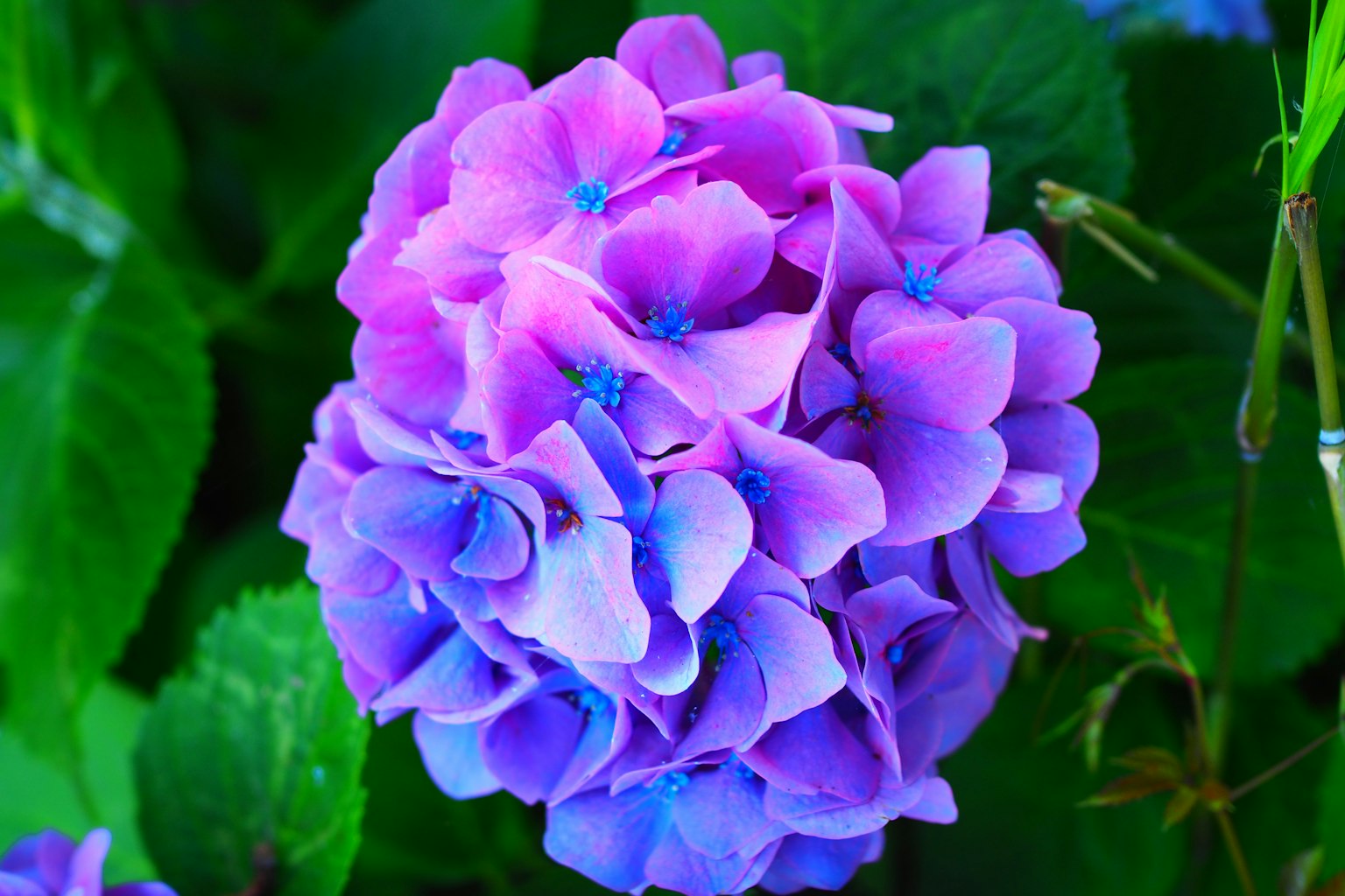 A cluster of blue and purple hydrangea flowers surrounded by green leaves