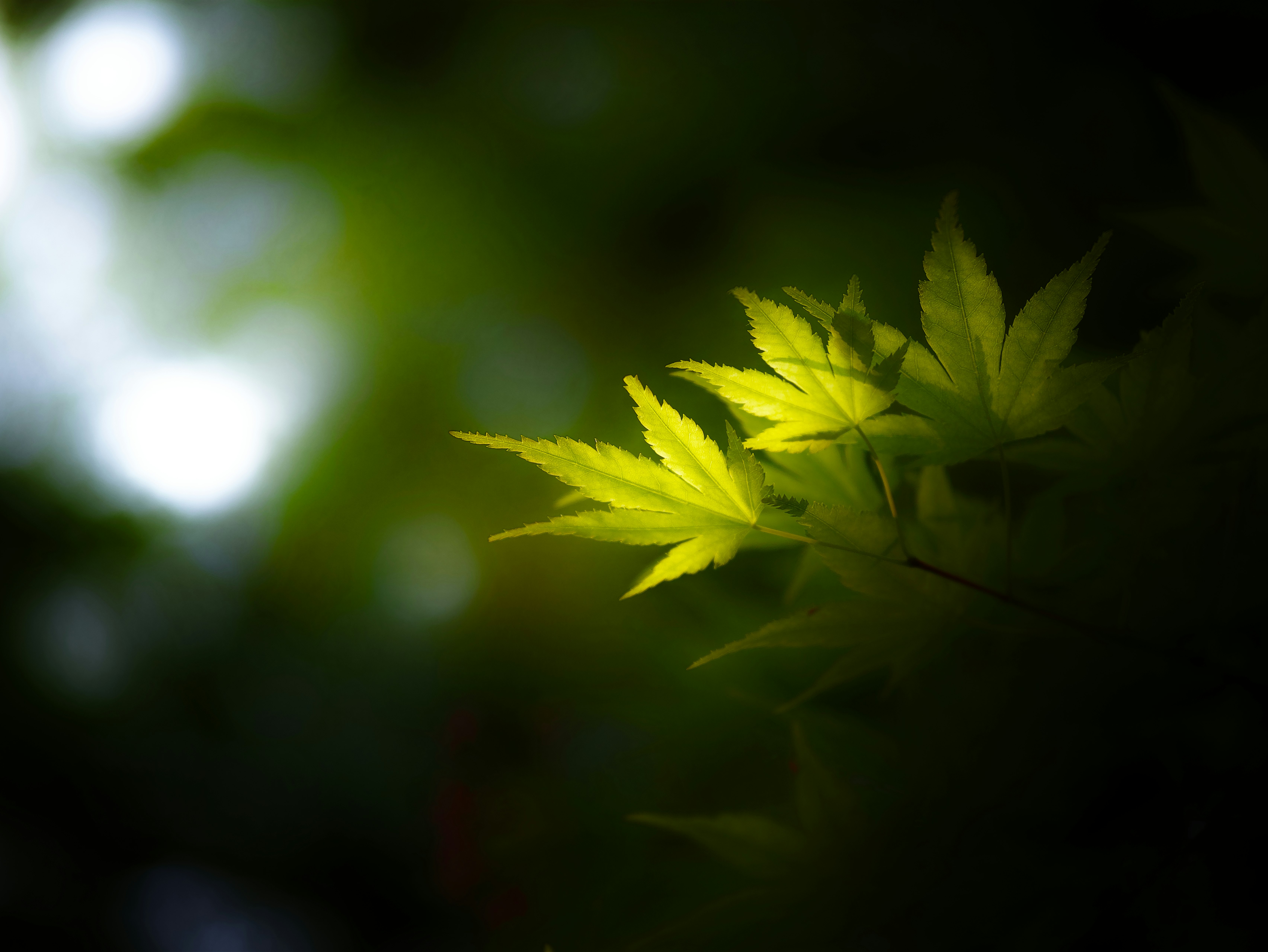 Bright green leaves illuminated by soft light