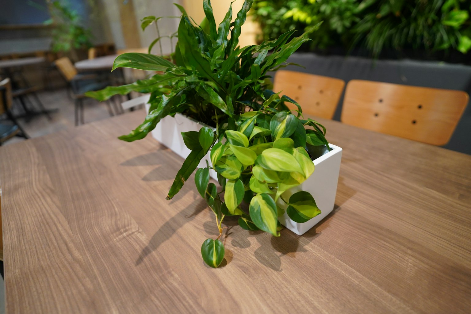 Piante verdi in un vaso bianco su un tavolo di legno
