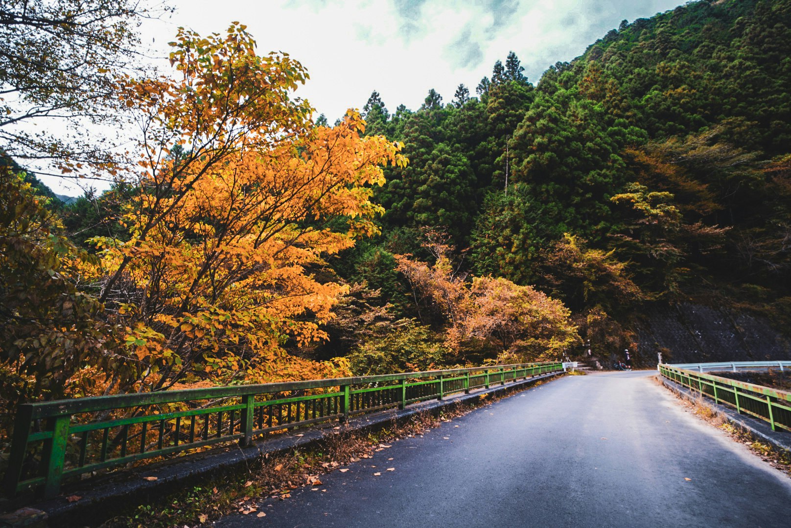 紅葉の山道を走る緑の柵のあるカーブした道路