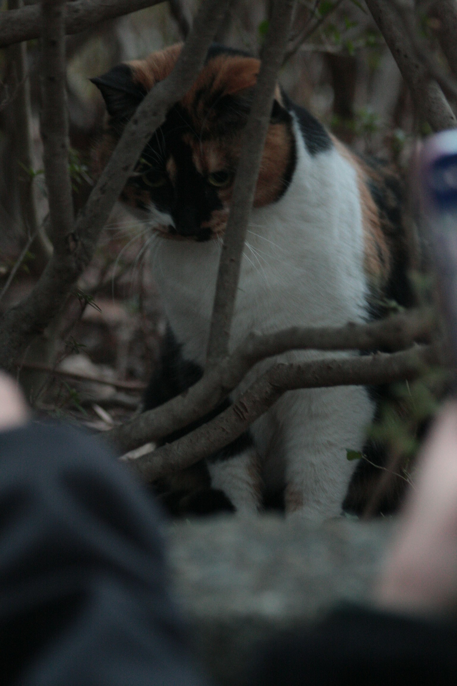 Un gatto calico che sbircia tra i rami osservando l'ambiente circostante