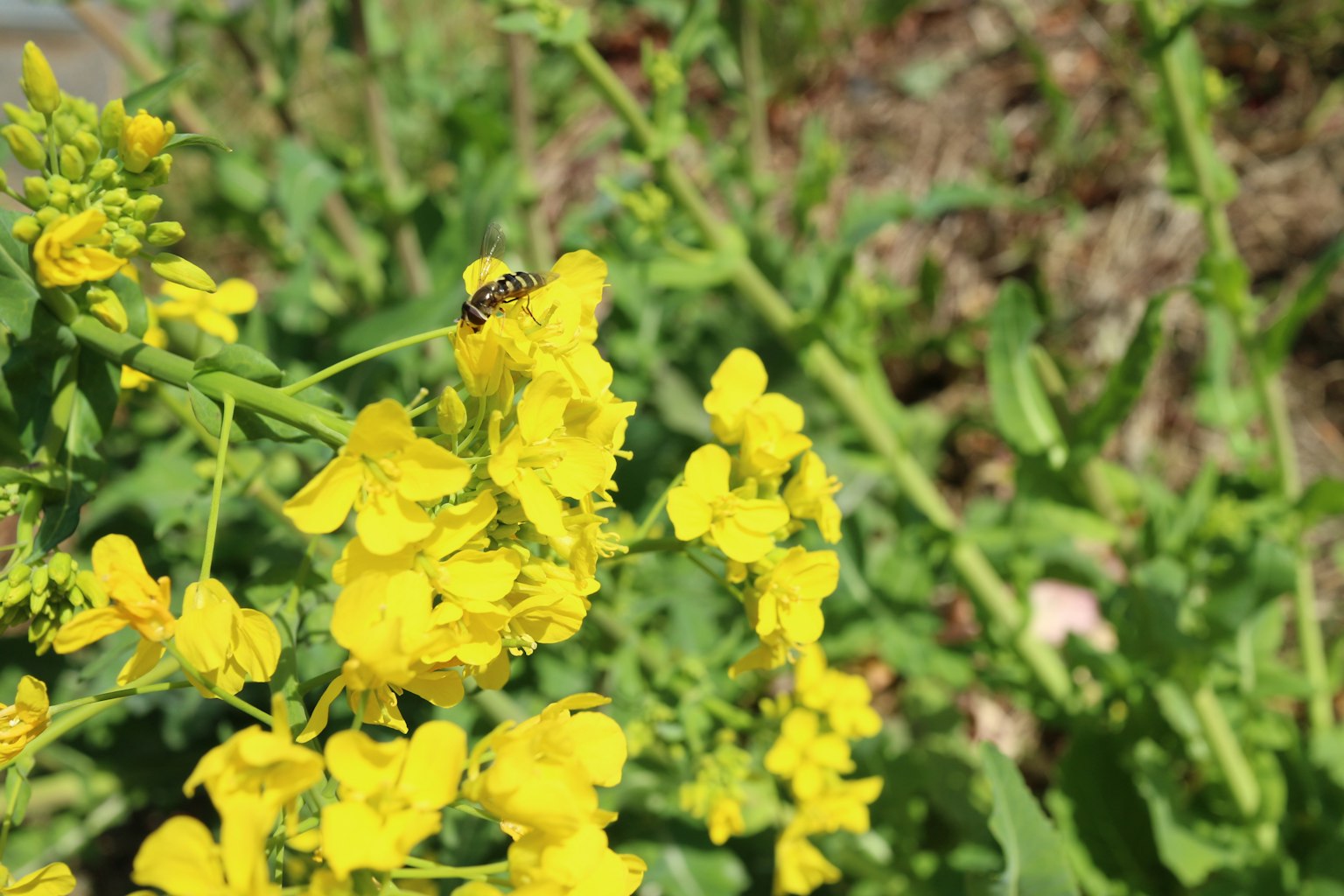 Fleurs jaunes avec un insecte sur une plante verte