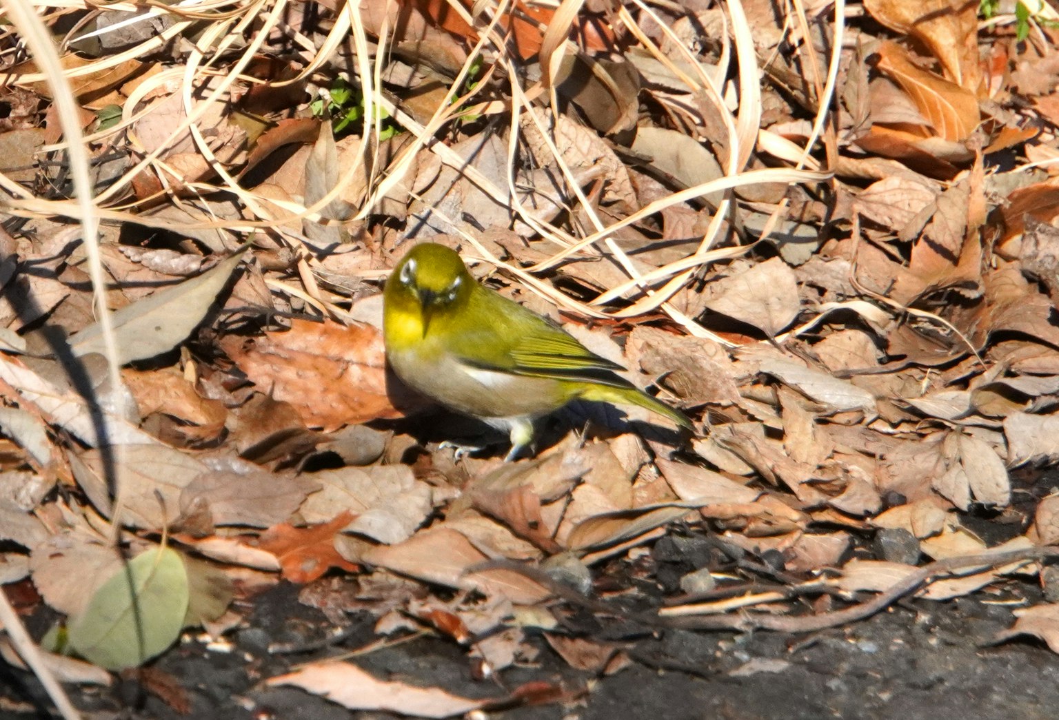 Pequeño pájaro verde entre hojas caídas