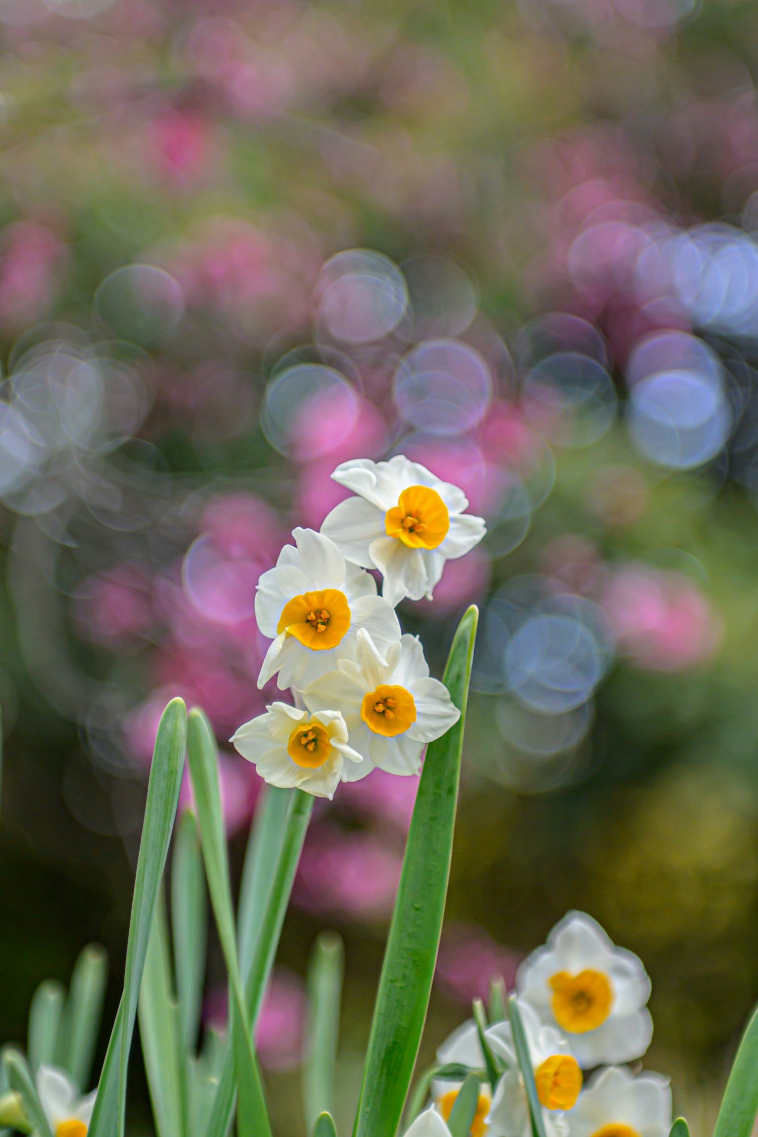White daffodils with yellow centers against a colorful blurred background