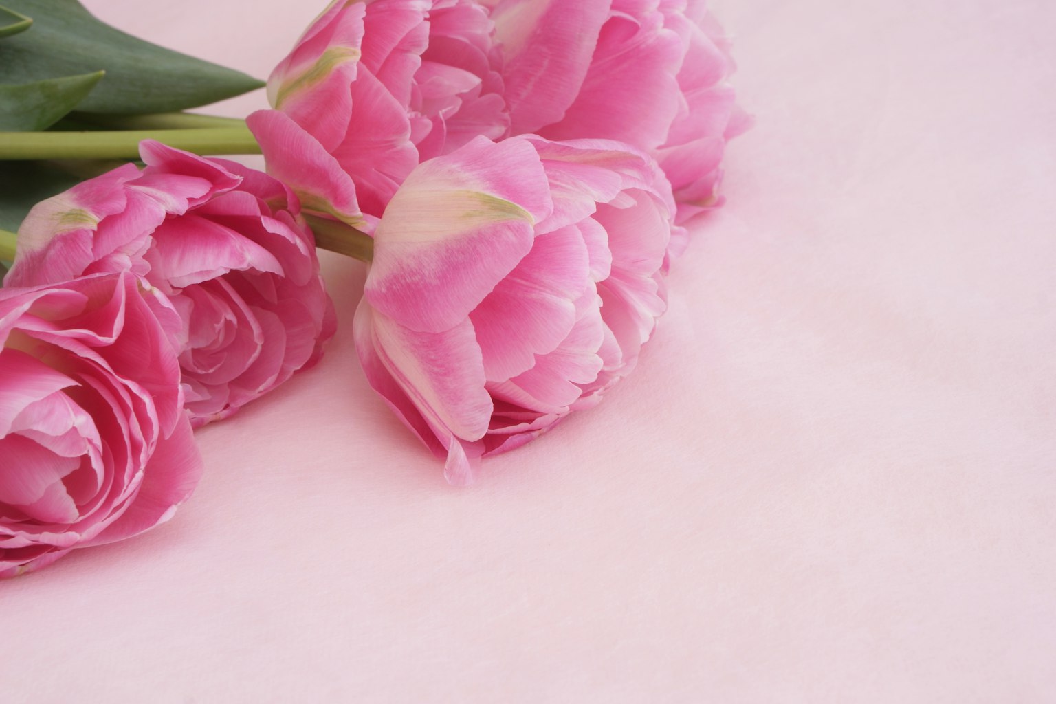 Un bouquet de tulipes roses reposant sur un arrière-plan doux