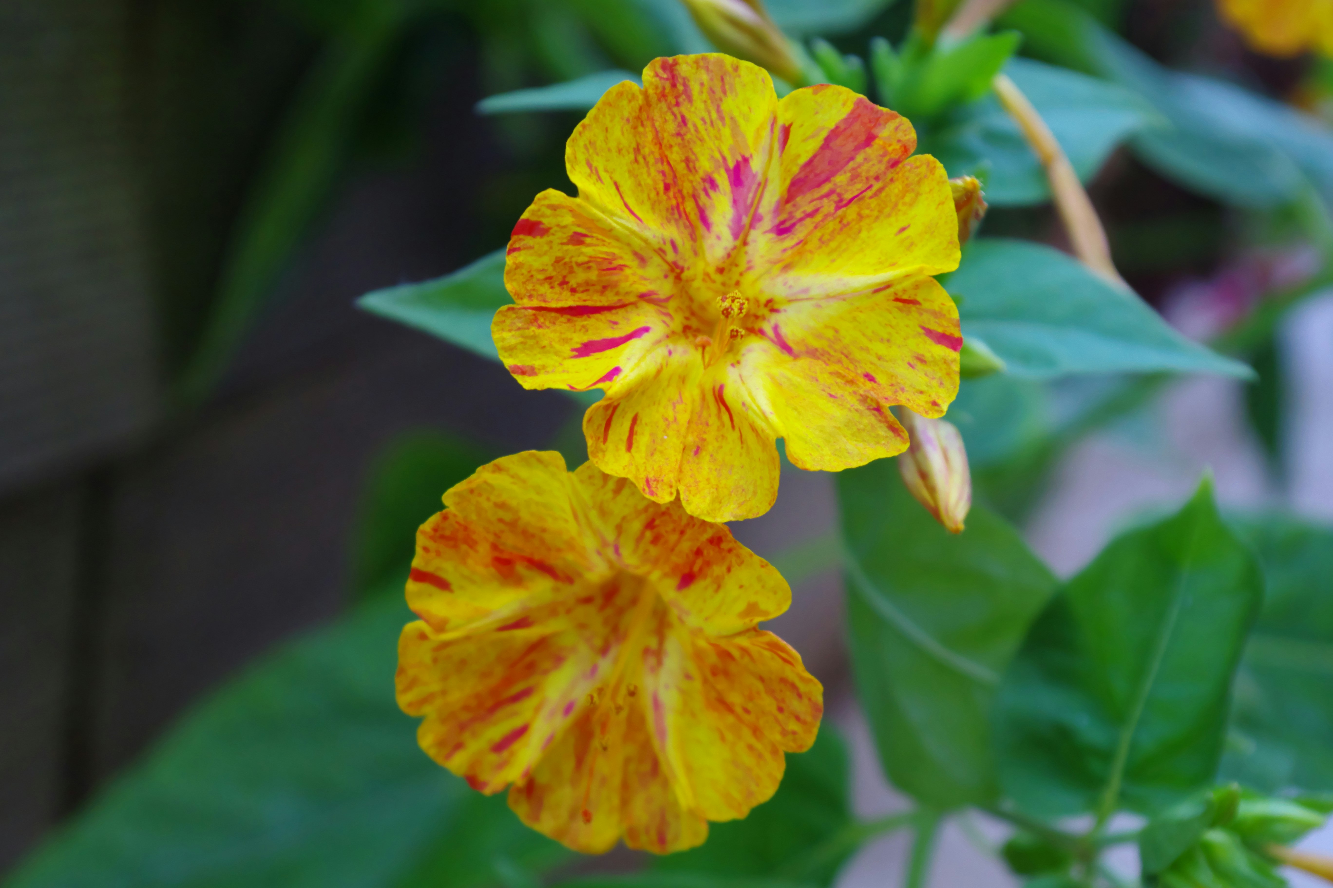 Close-up of yellow and red flowers in bloom