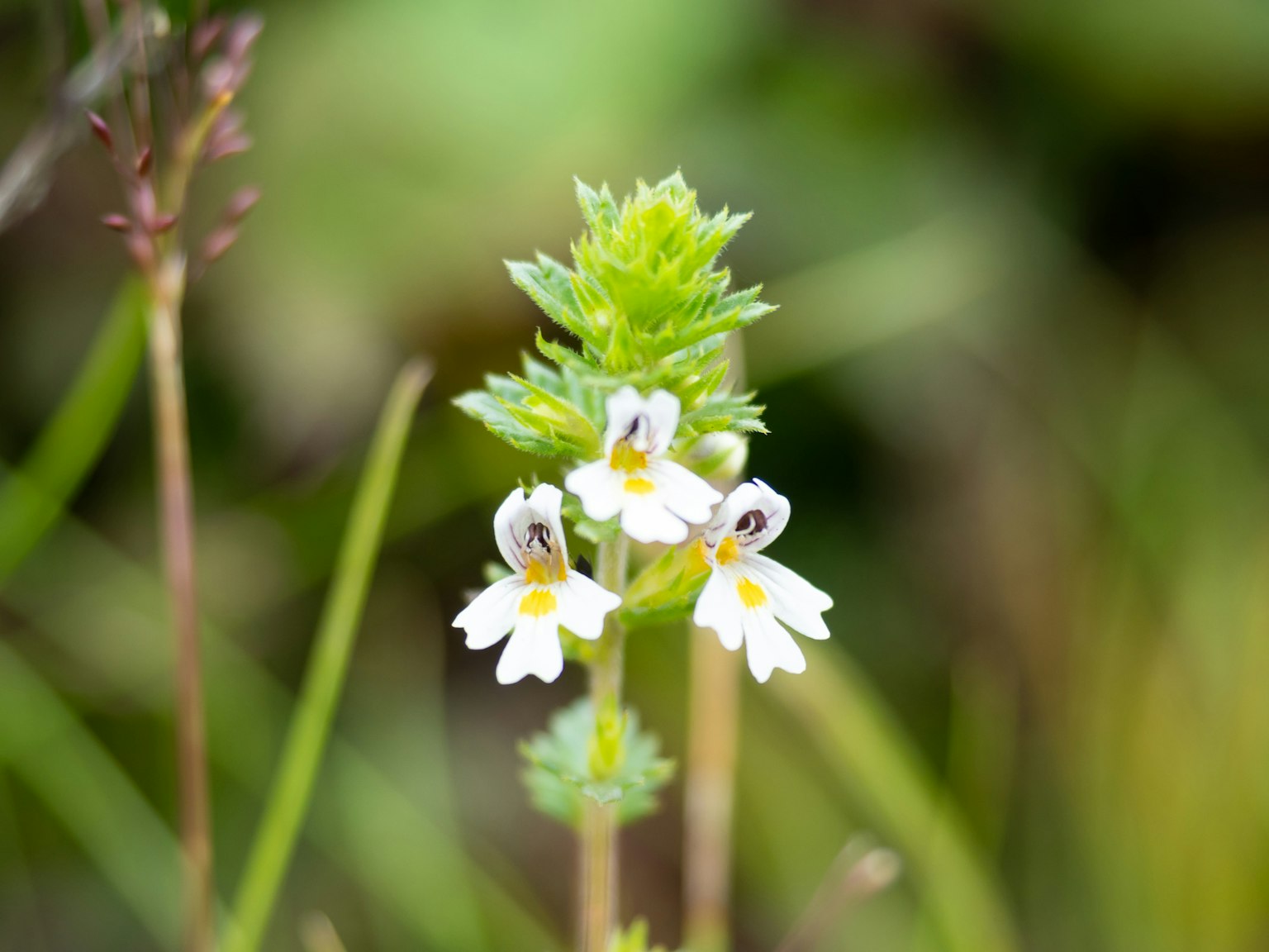 Une plante avec de petites fleurs blanches et des feuilles vertes autour