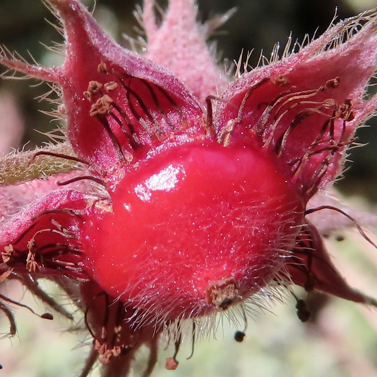 Close-up of a plant with a red fruit featuring a hairy texture and unique shape
