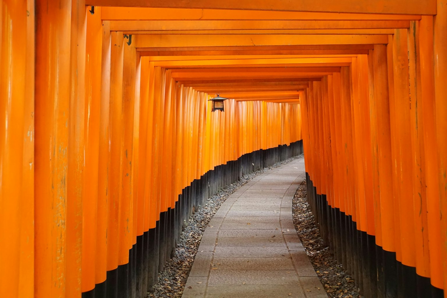 Pathway lined with vibrant orange torii gates