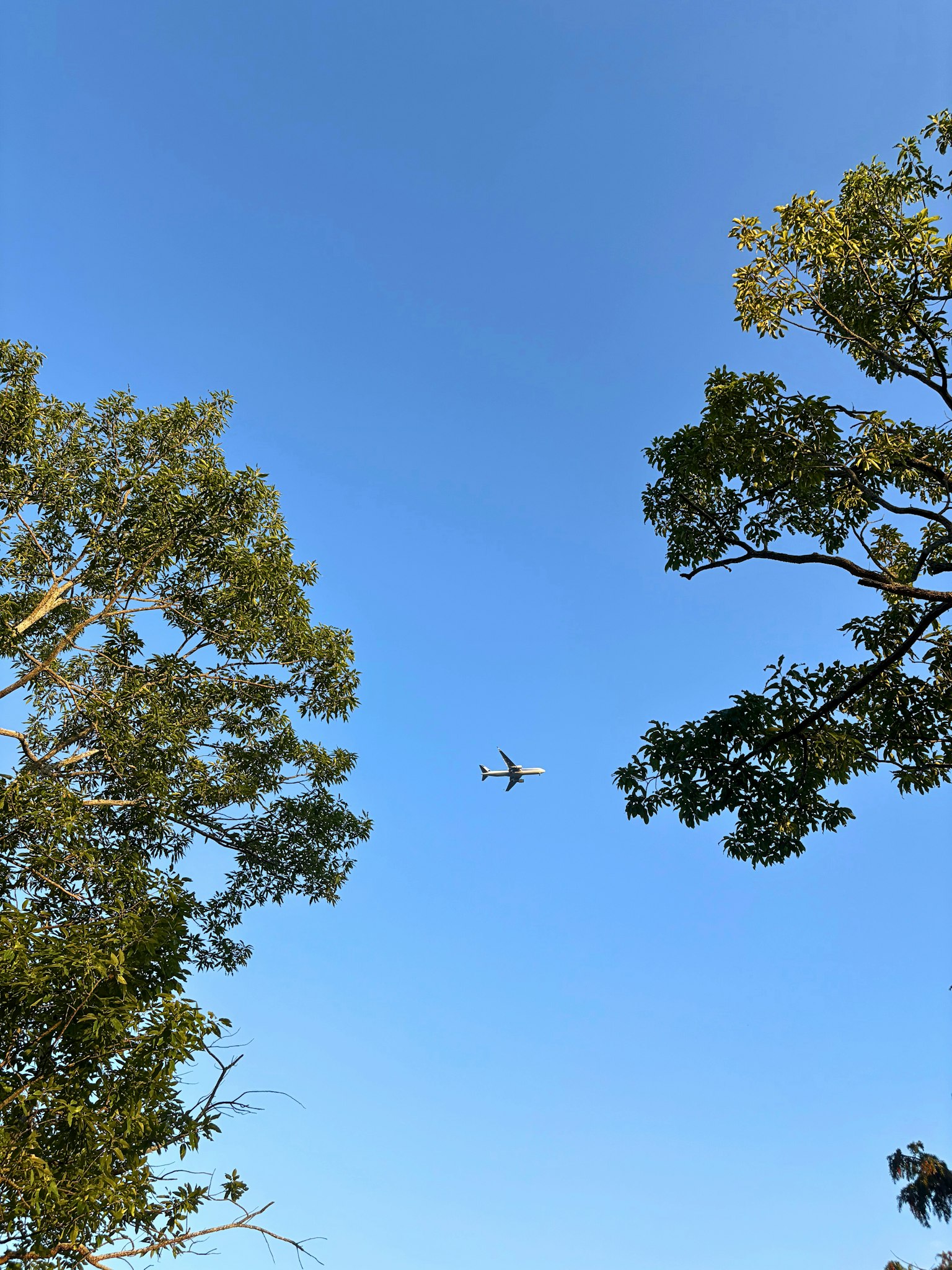 Un avion volant dans un ciel bleu clair encadré par des arbres