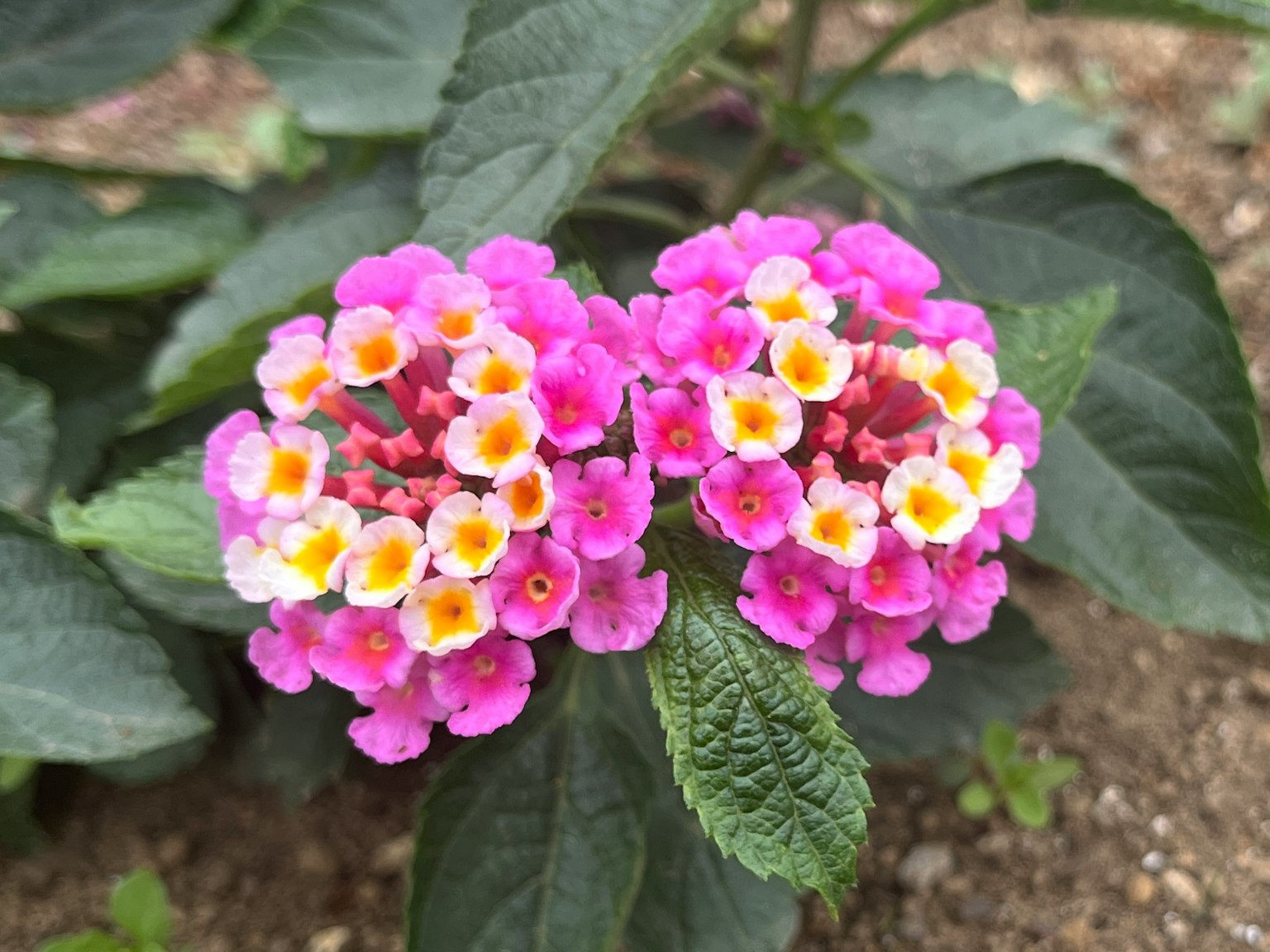 Clusters of pink and yellow flowers with green leaves
