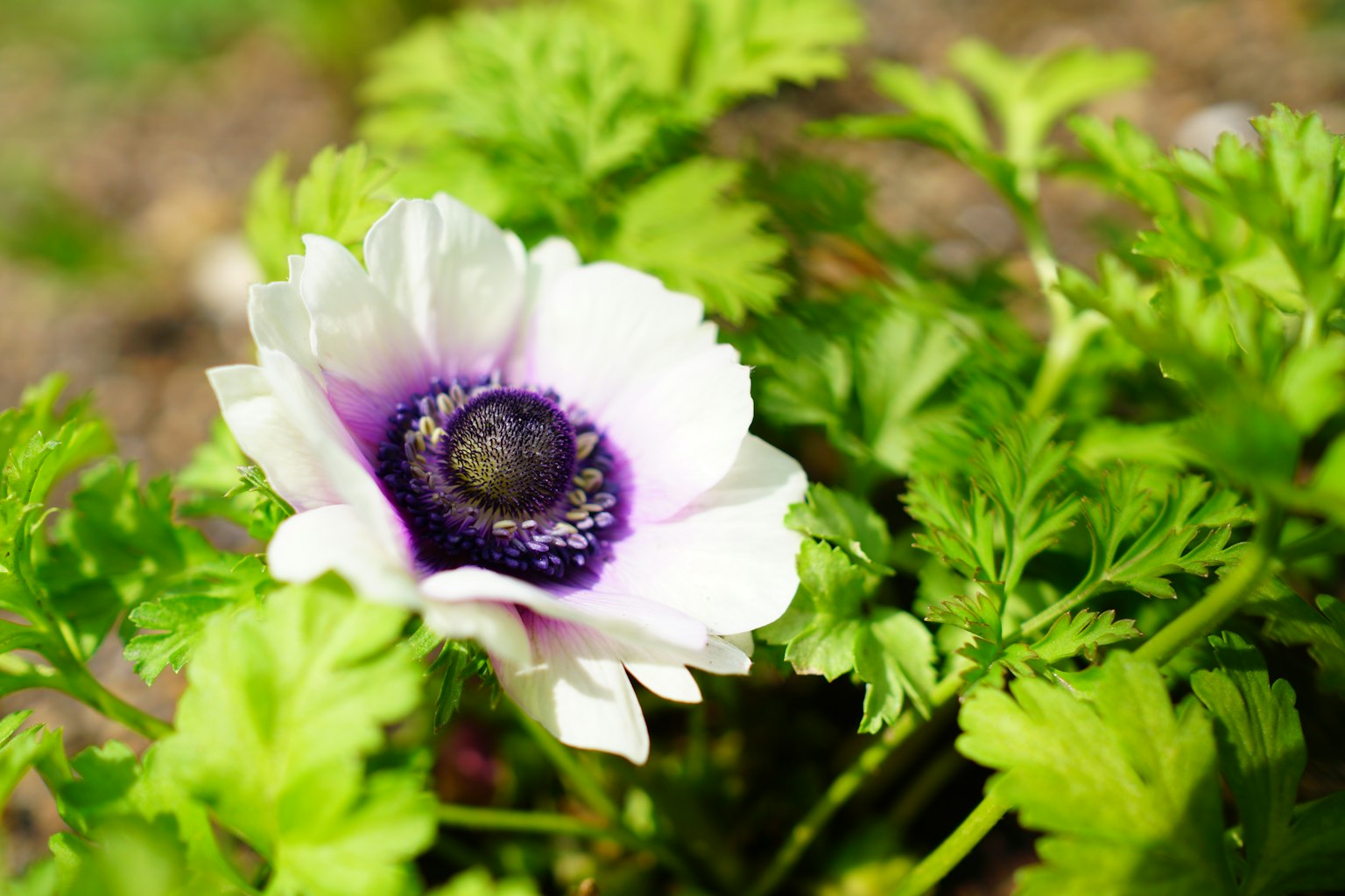 Una flor blanca con un centro morado floreciendo entre hojas verdes