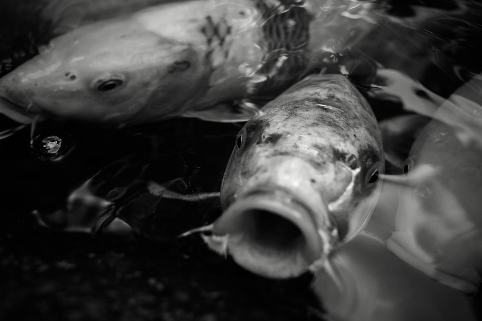 Imagen en blanco y negro de carpas koi bajo el agua