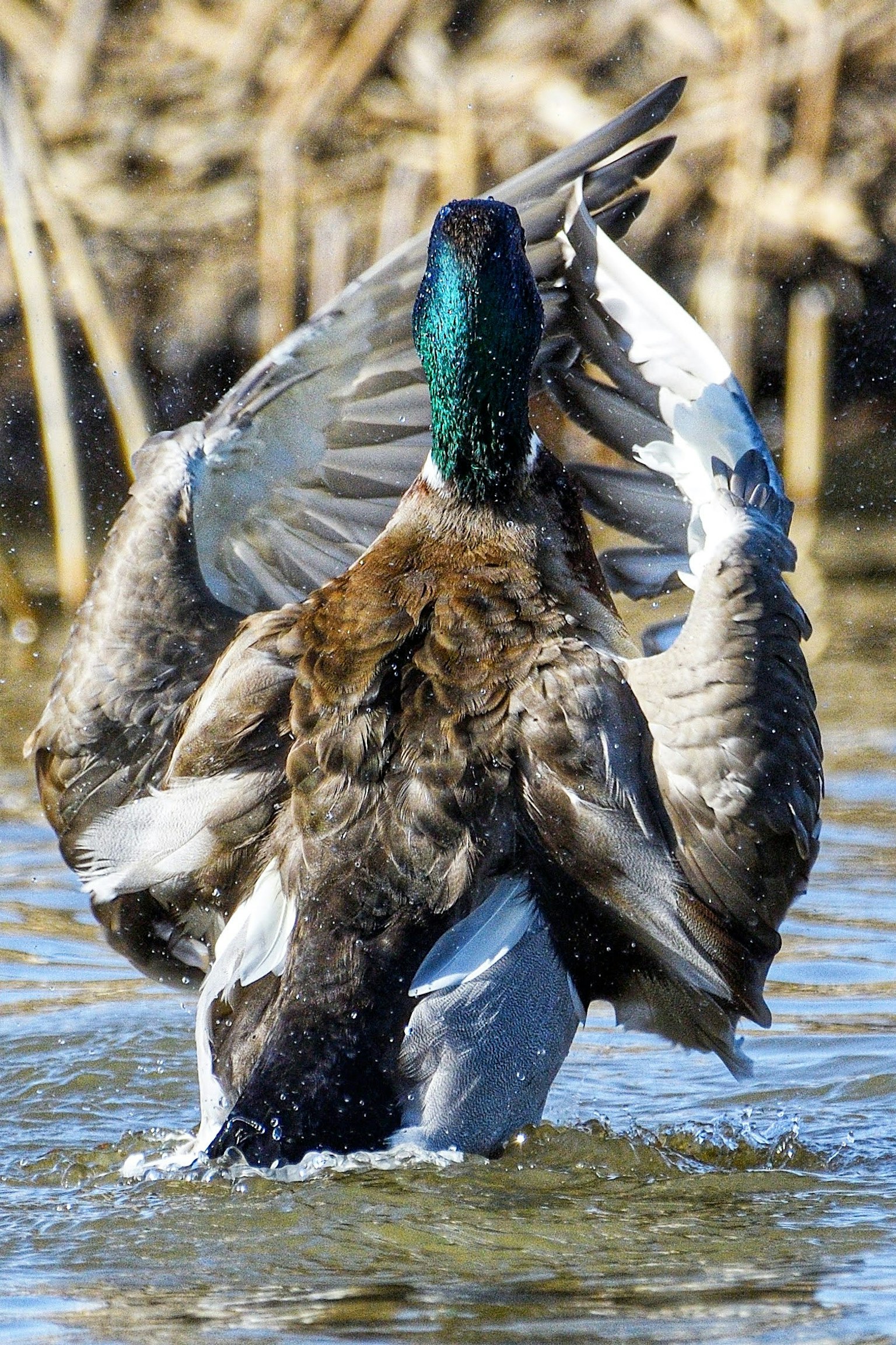 A mallard duck spreading its wings on the water surface