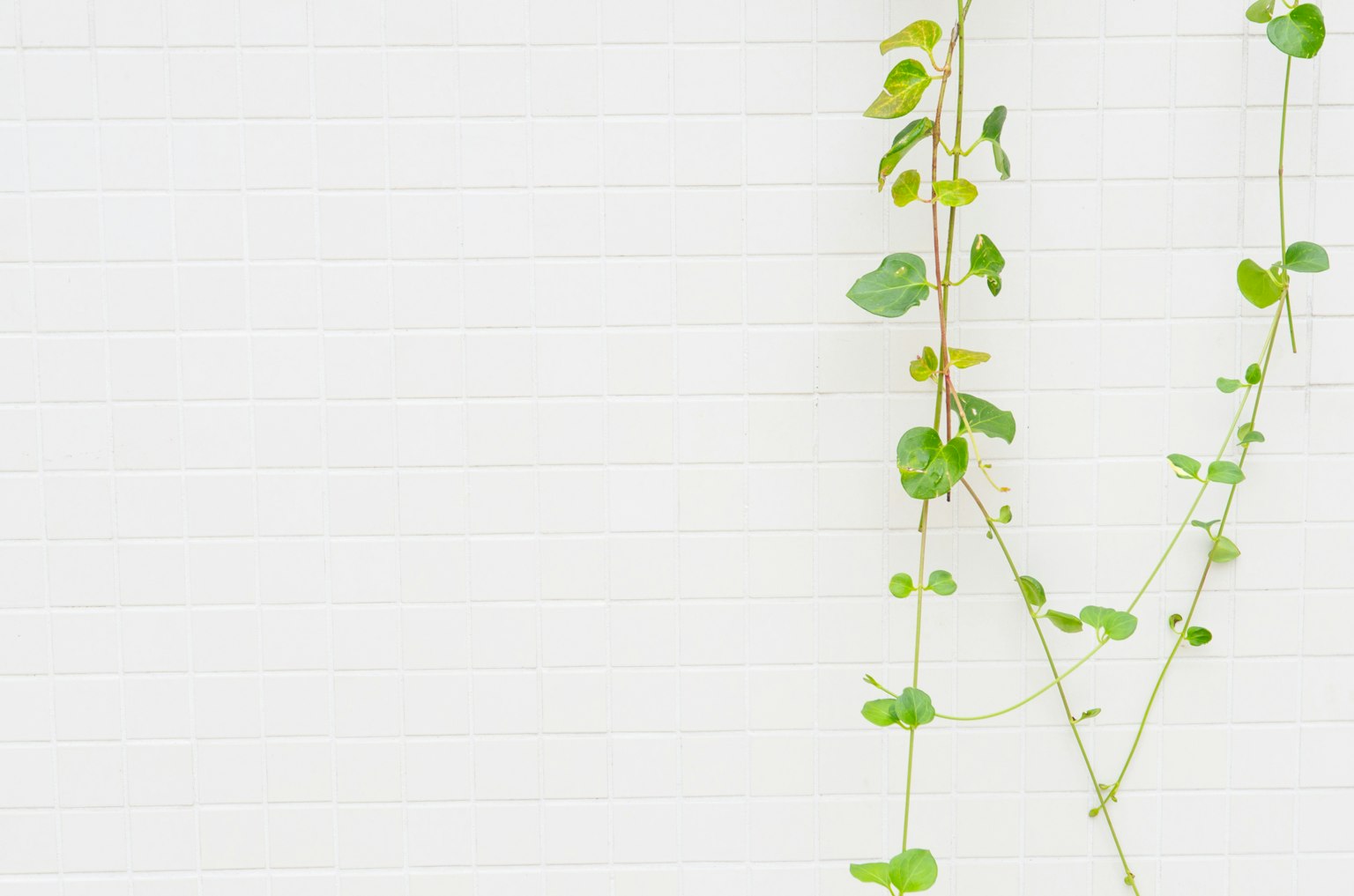 Vides de plantas verdes colgando de una pared blanca