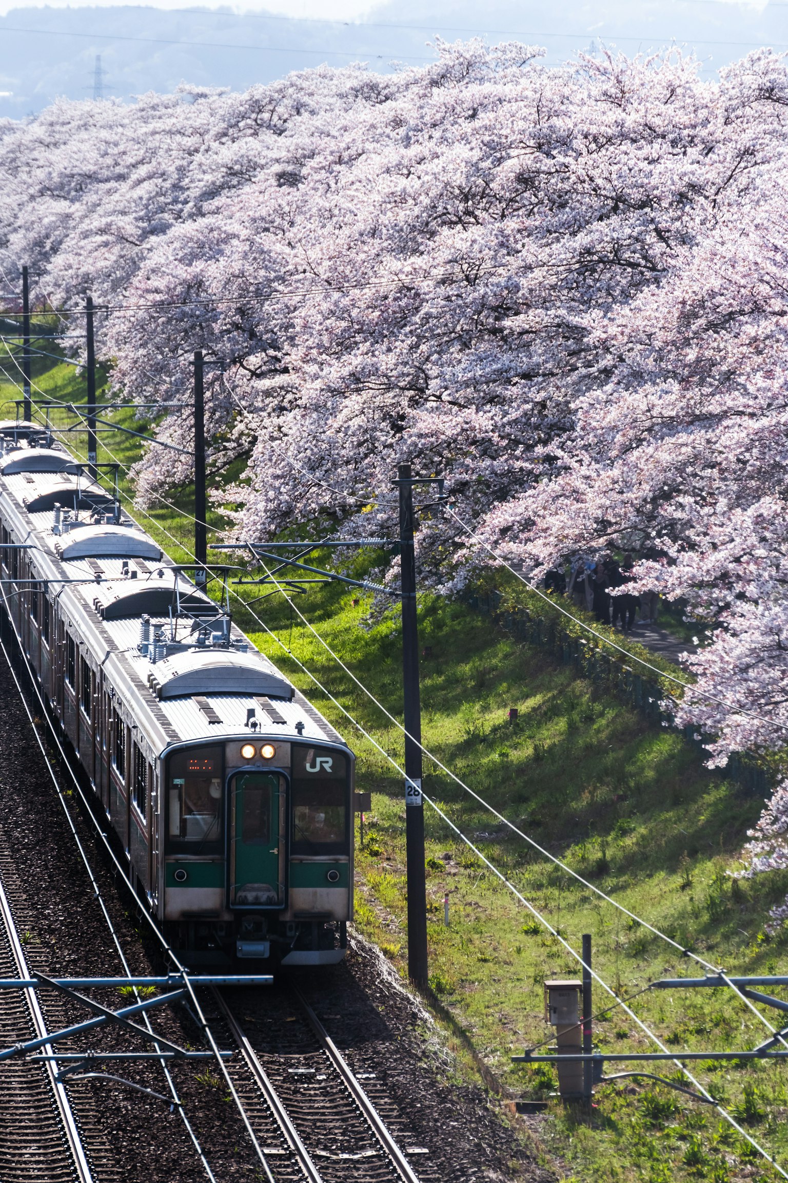 Train passant à travers des cerisiers en fleurs