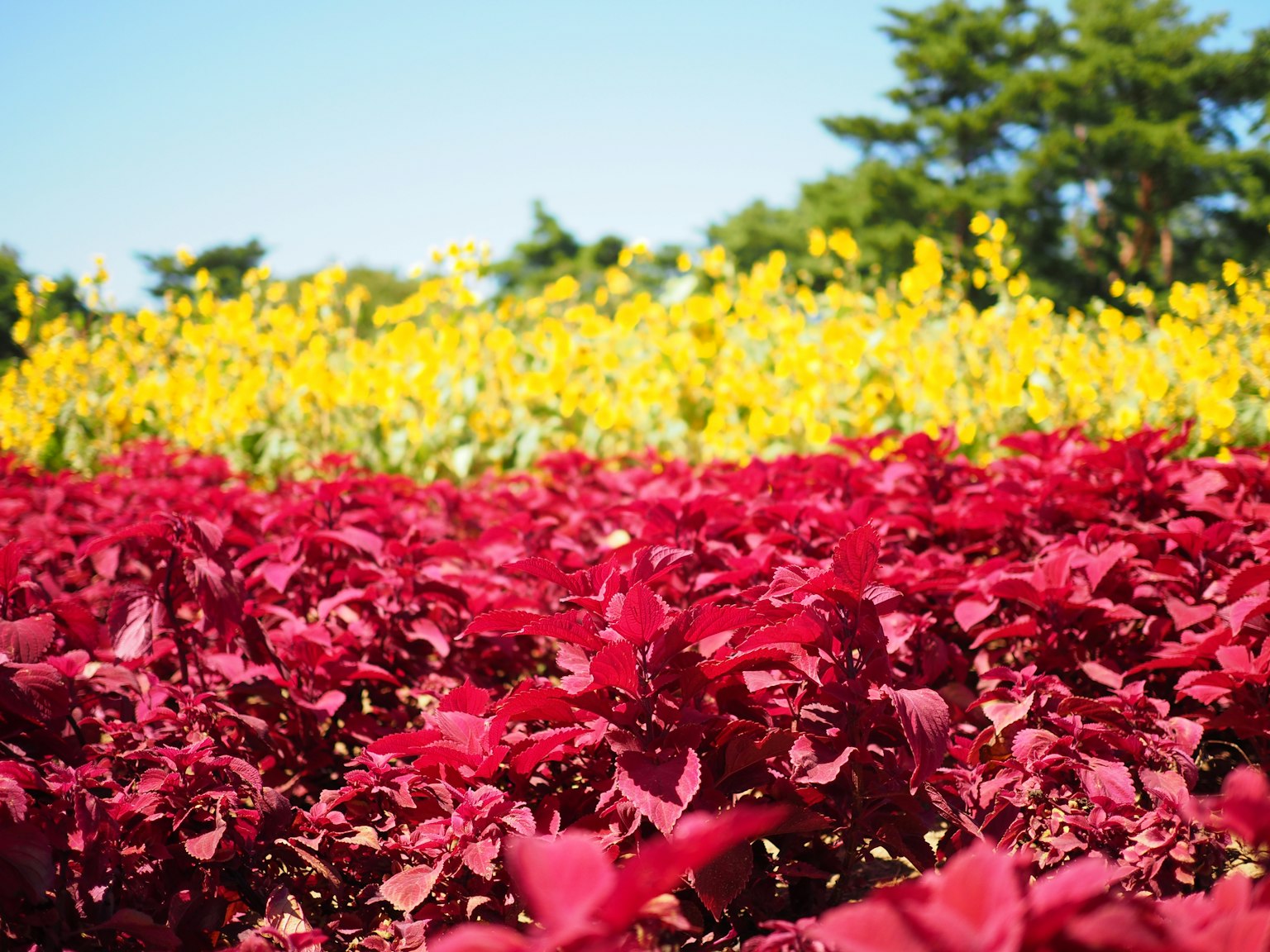 Fleurs rouges et jaunes vibrantes dans un paysage magnifique
