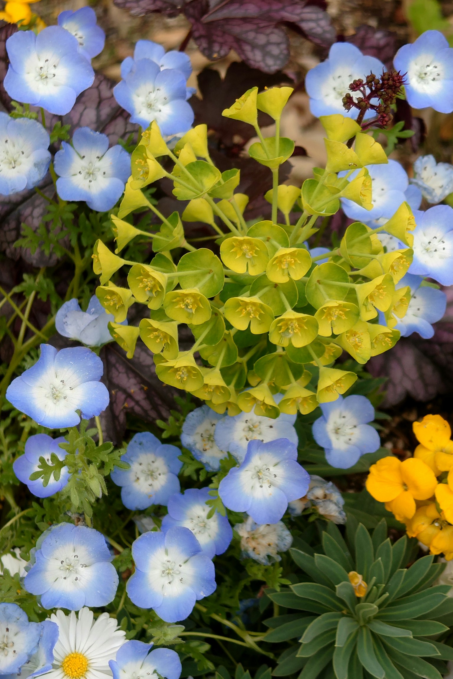 Kebun bunga indah dengan bunga biru dan kuning