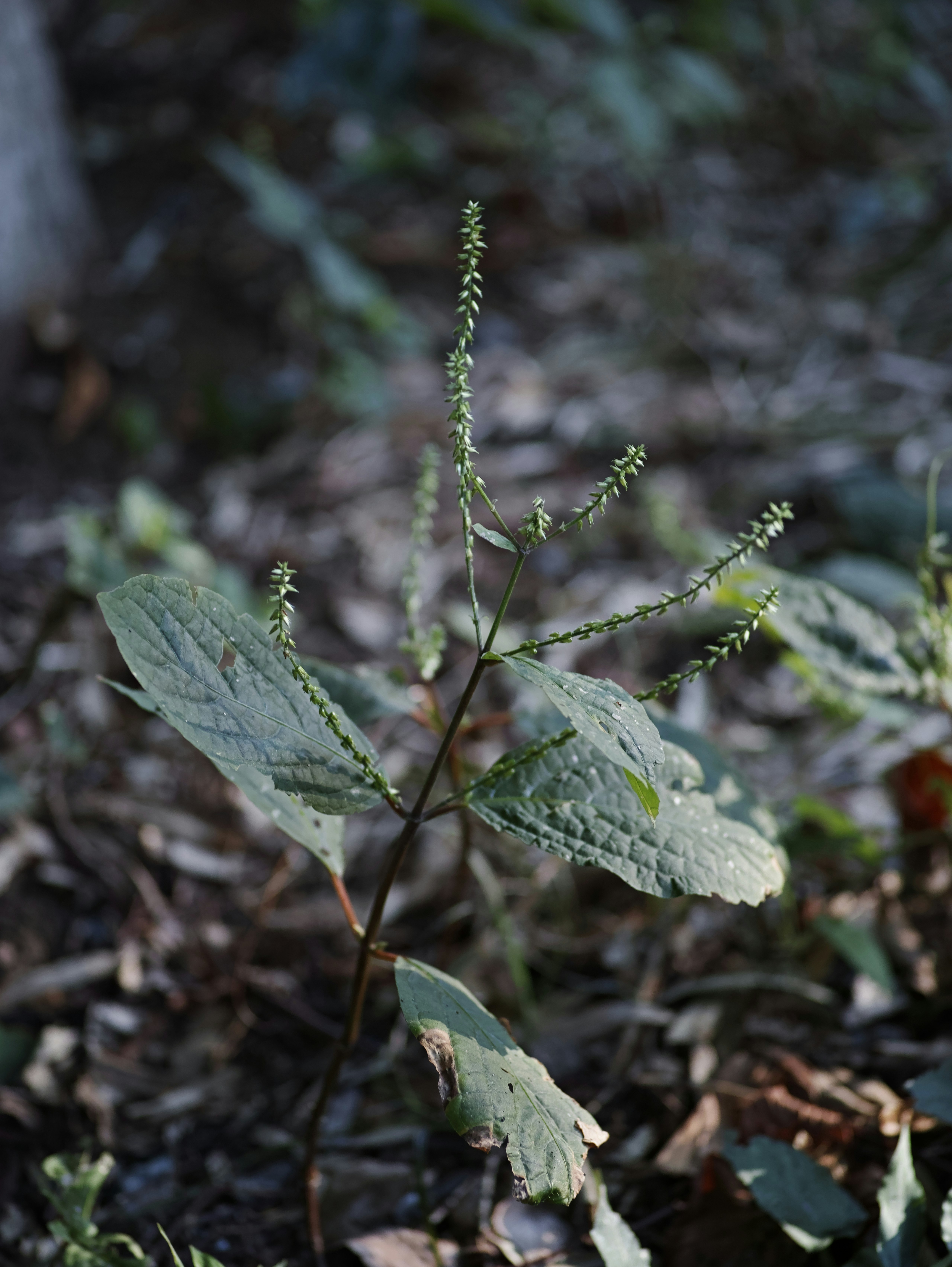 落ち葉の間に伸びる小さな新芽の植物