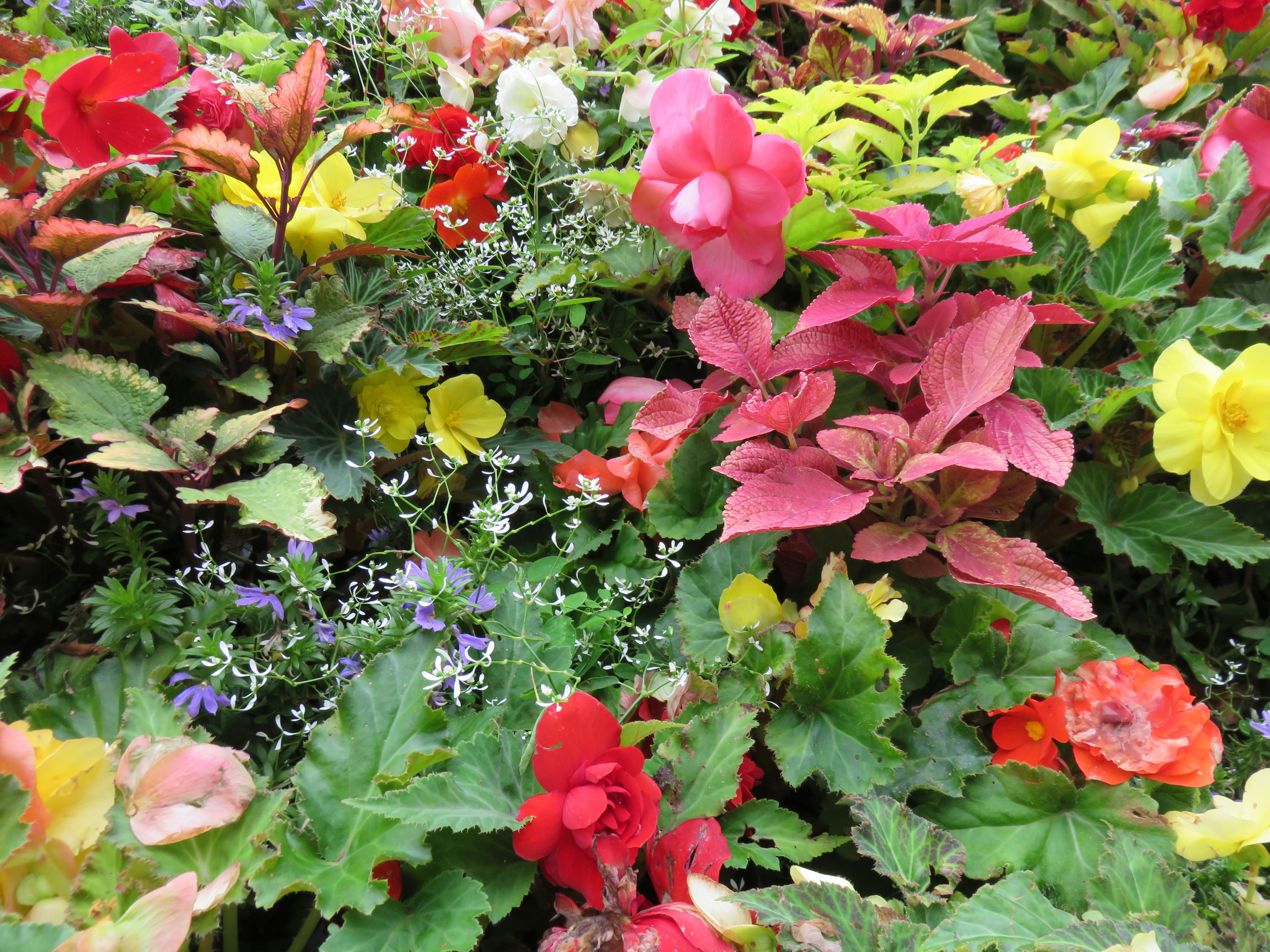 colorful flower arrangement filled with blooms