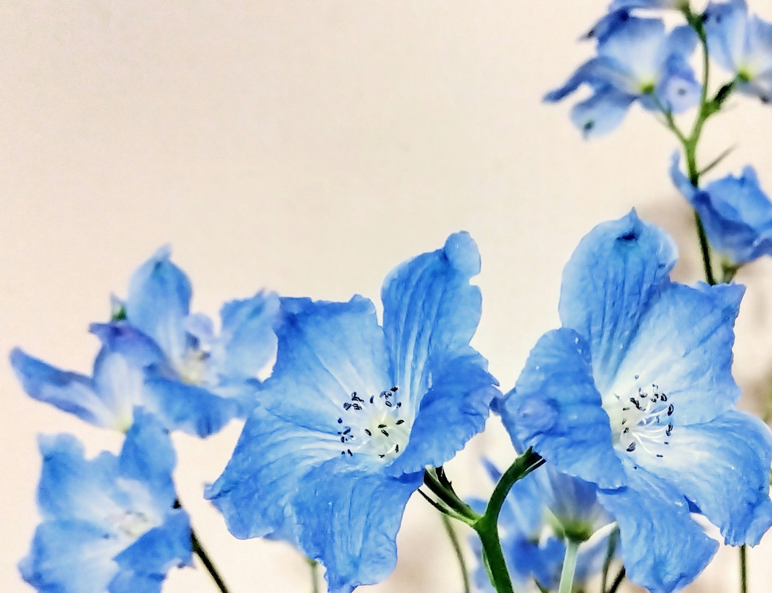 Ein schönes Bild von zarten blauen Blumen, die zusammengefasst sind