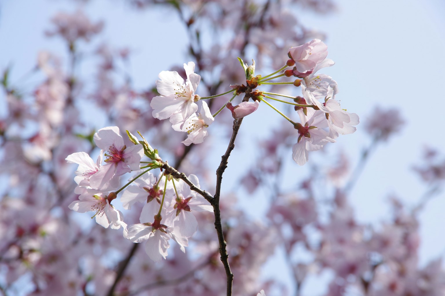 Gros plan des fleurs de cerisier sur une branche avec un ciel bleu en arrière-plan