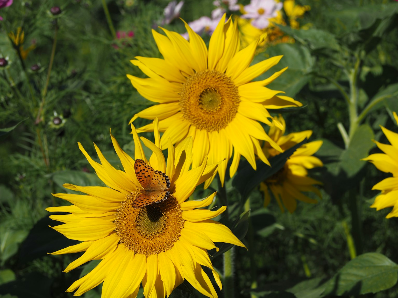 Girasoles floreciendo bajo la luz del sol con una mariposa reposando sobre uno