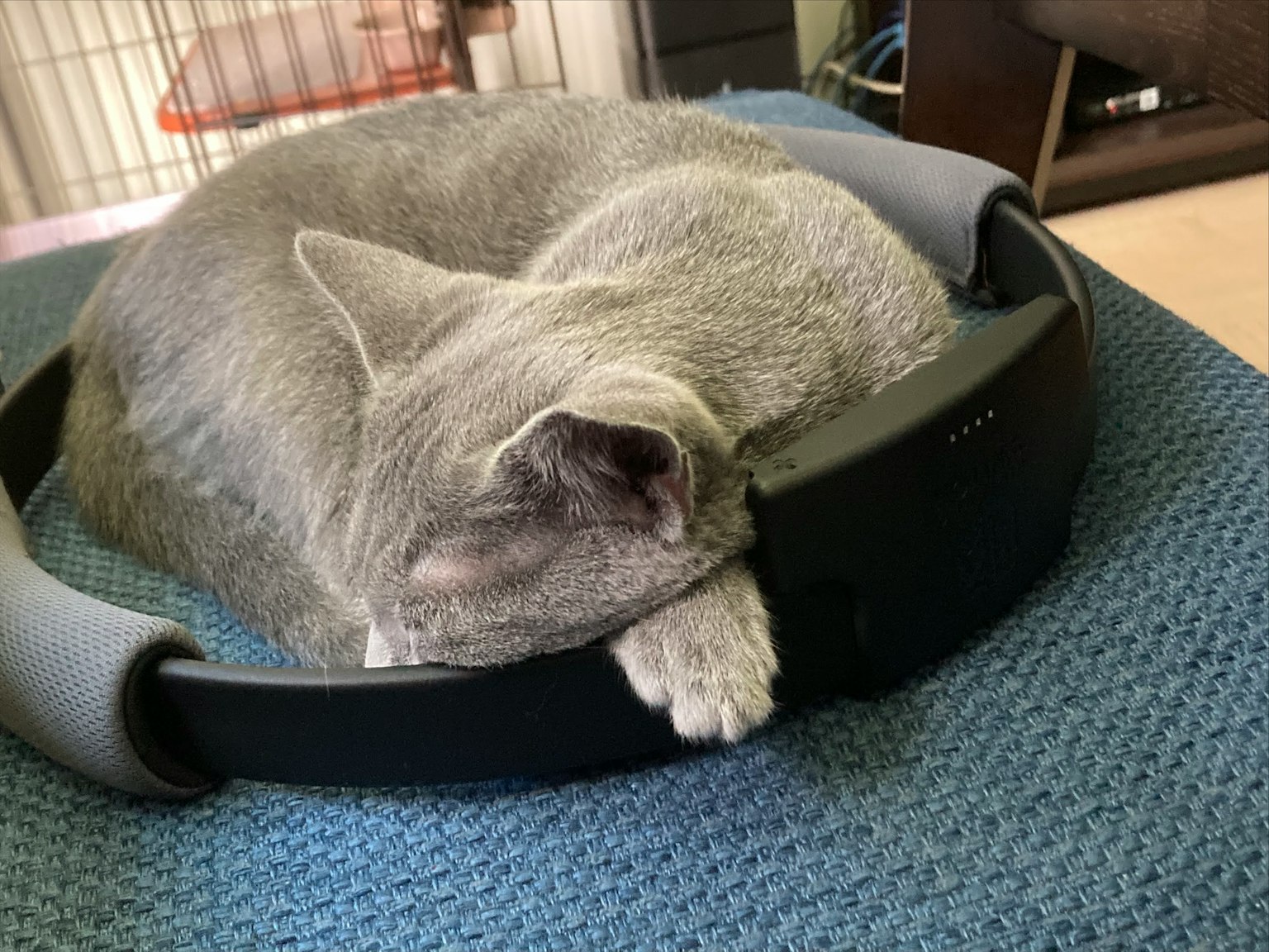 Gato gris durmiendo sobre un anillo negro