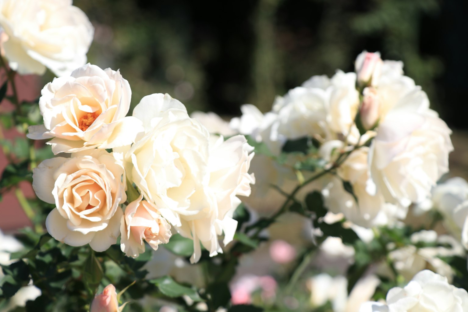 Ein Strauß weißer Rosen blüht in einem Garten