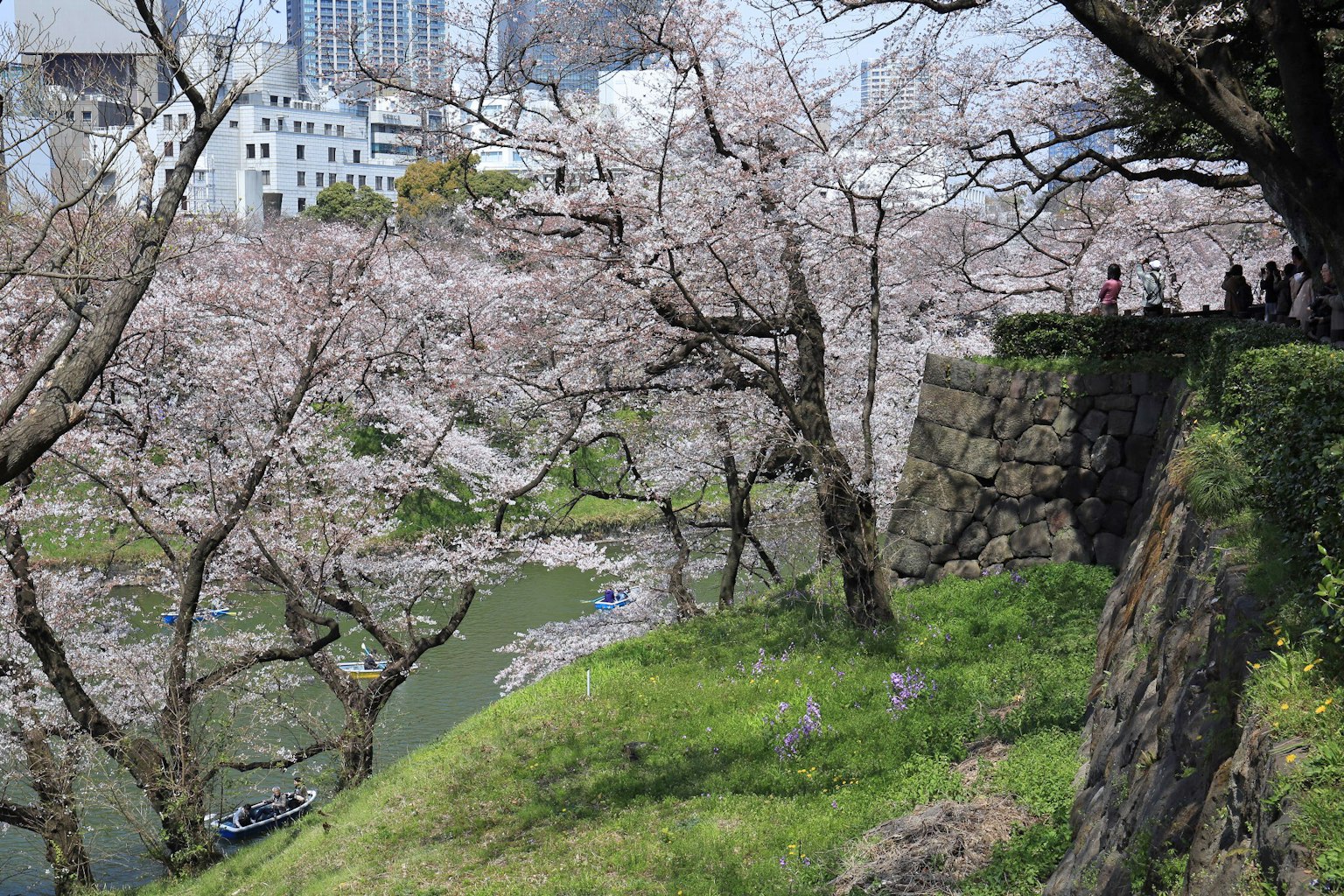 樱花树沿河而生的风景和绿色草地