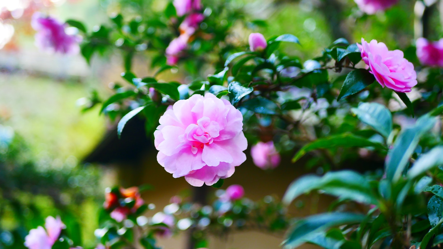 Nahaufnahme von lebhaften rosa Blumen an einer grünen Pflanze