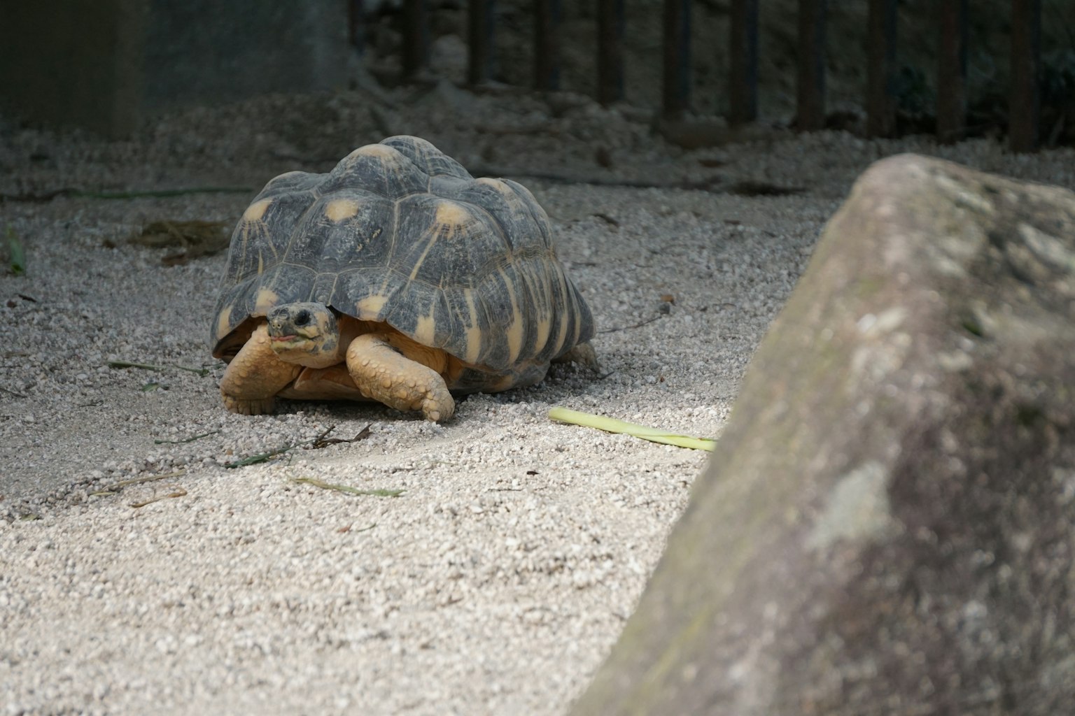 A tortoise moving on gravel with a rock nearby