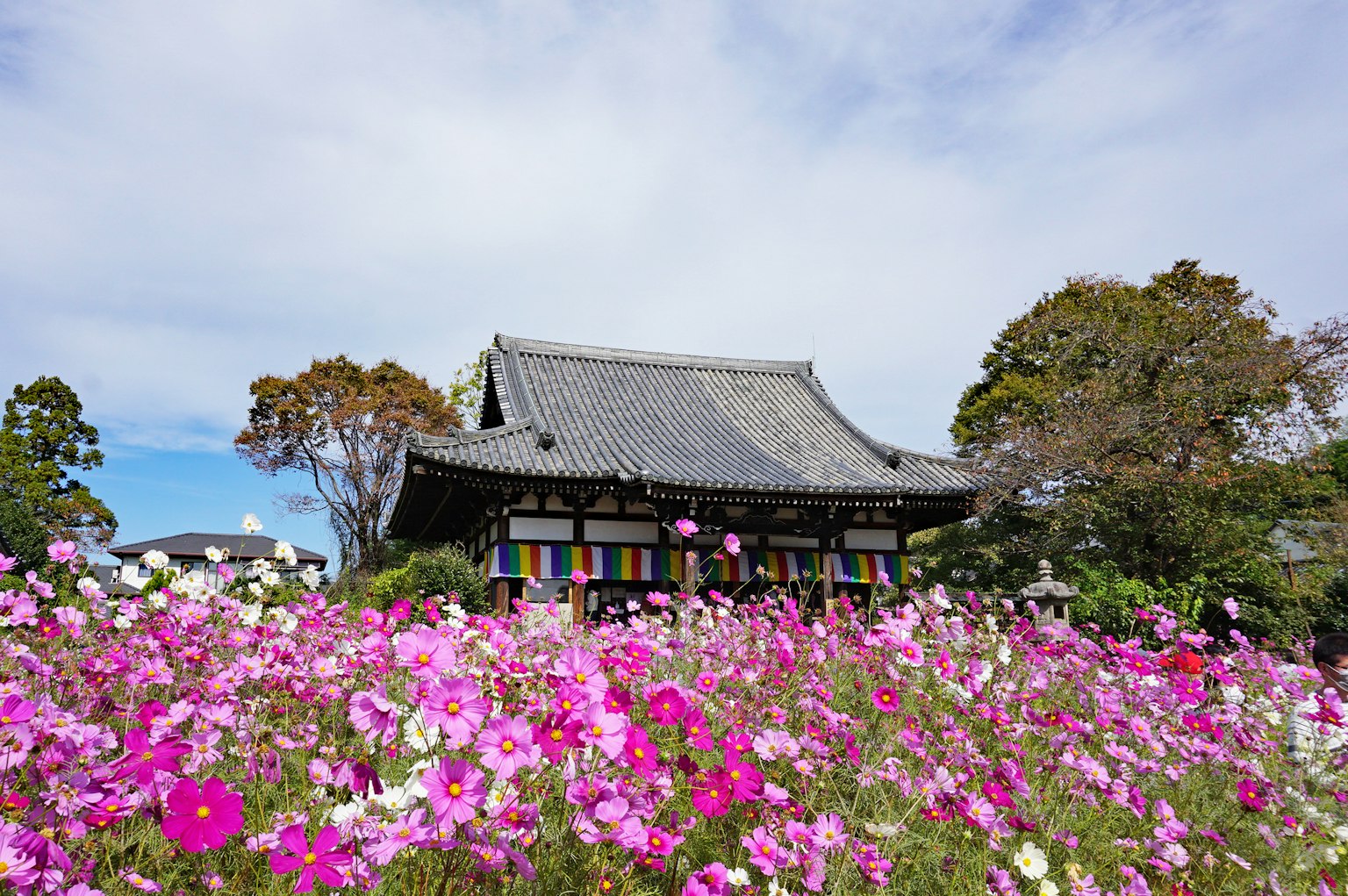 Vue pittoresque d'un temple japonais traditionnel entouré de fleurs cosmos colorées