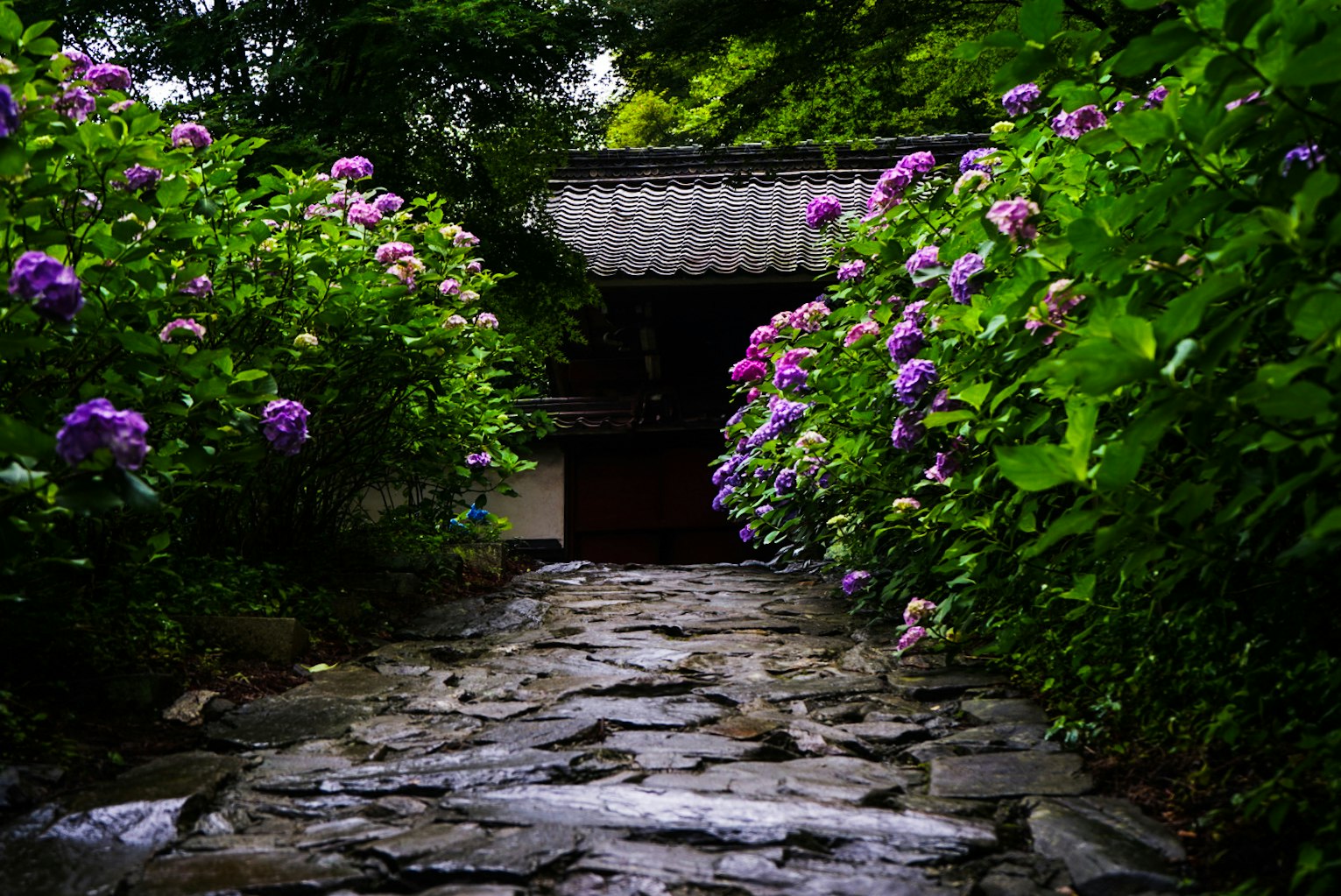 camino de piedra rodeado de hortensias