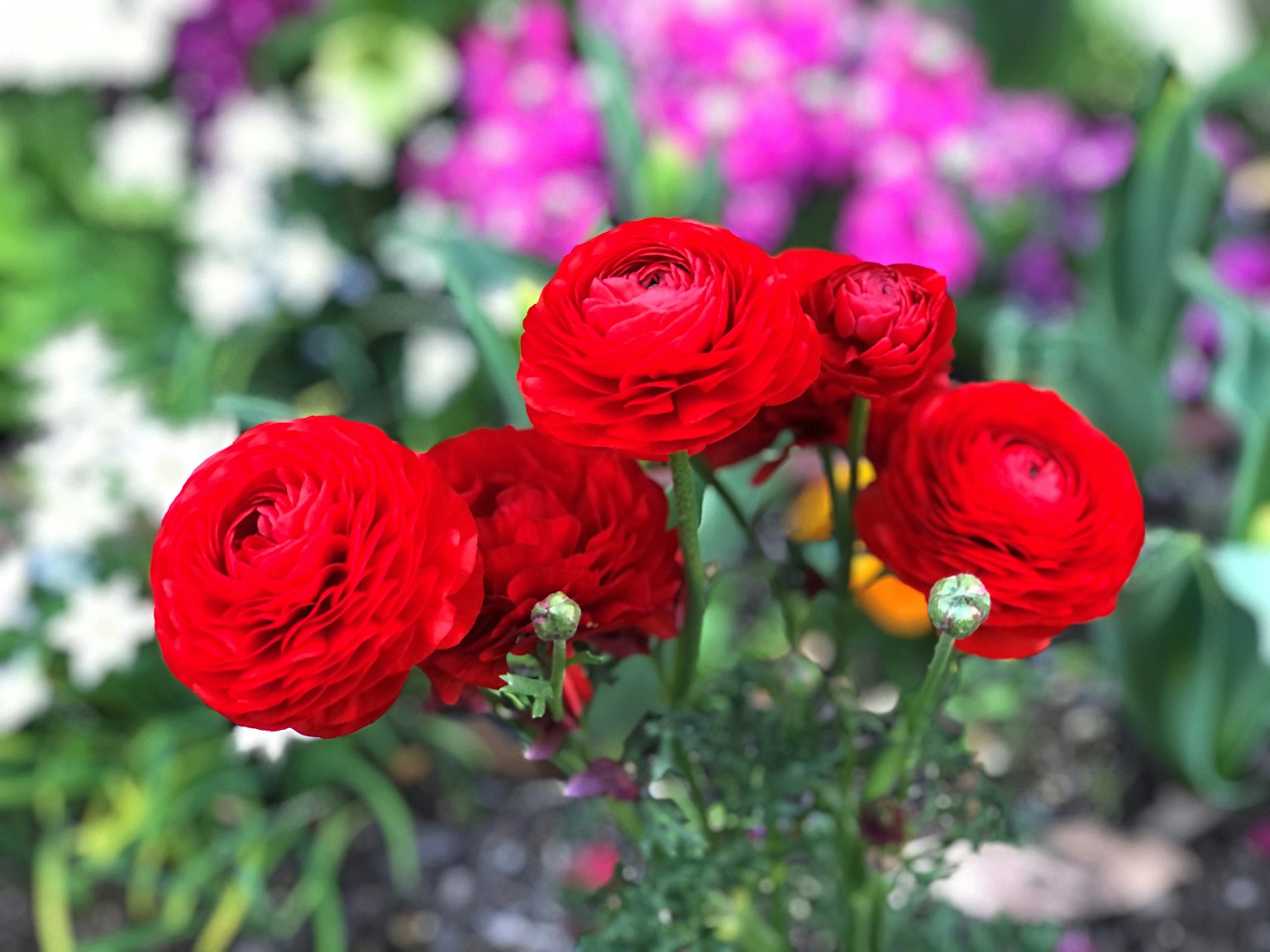 Flores de ranúnculo rojas vibrantes con flores coloridas de fondo