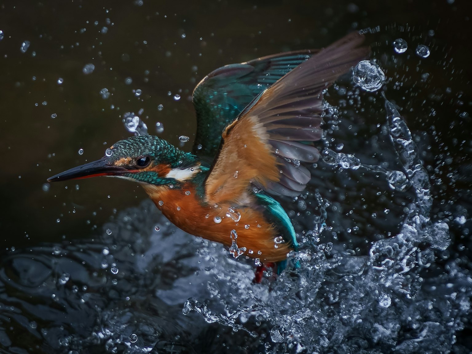 Un martin-pêcheur émergeant de l'eau avec un plumage vibrant et des éclaboussures
