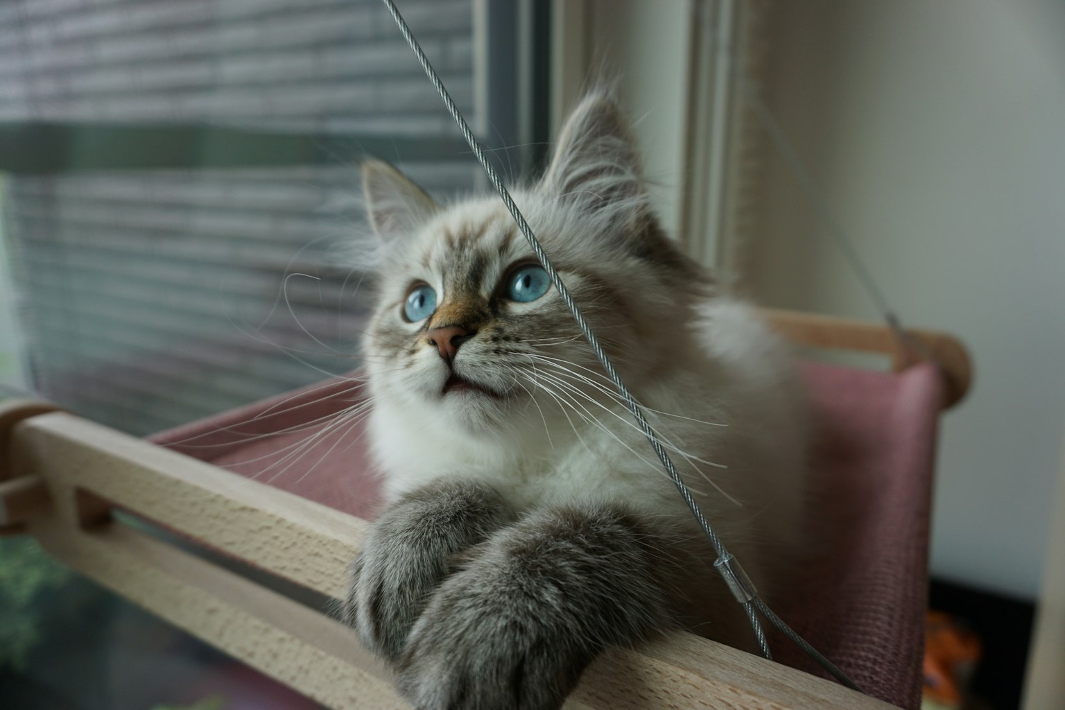 拥有蓝色眼睛的西伯利亚猫在窗边放松