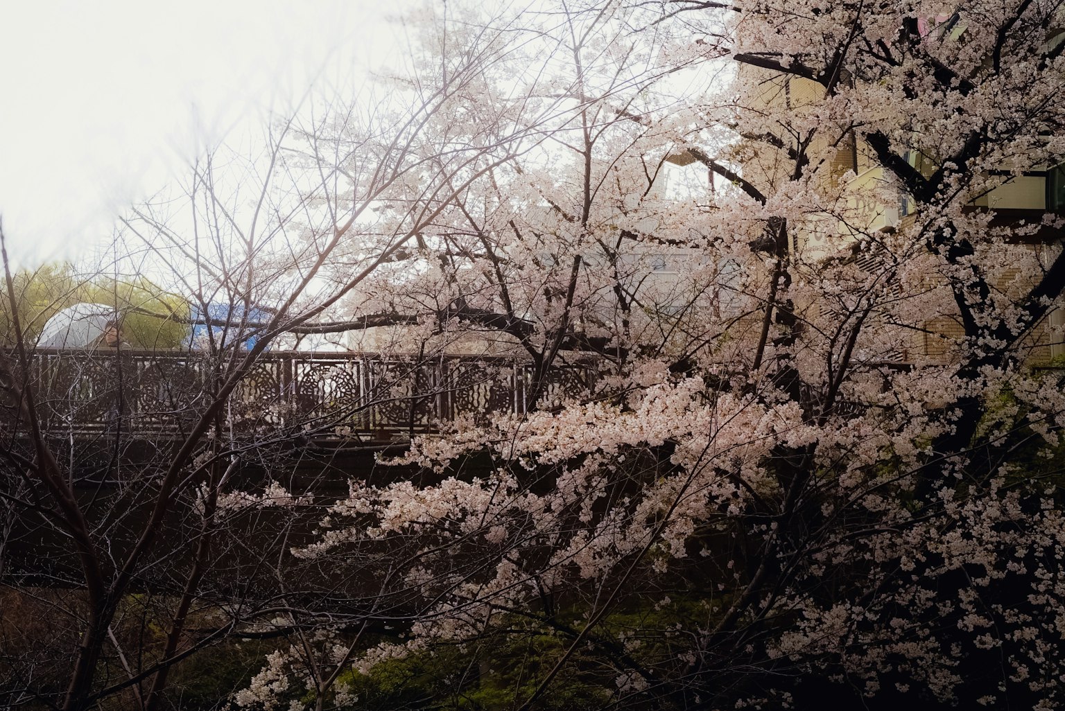 櫻花盛開，背景有建築物