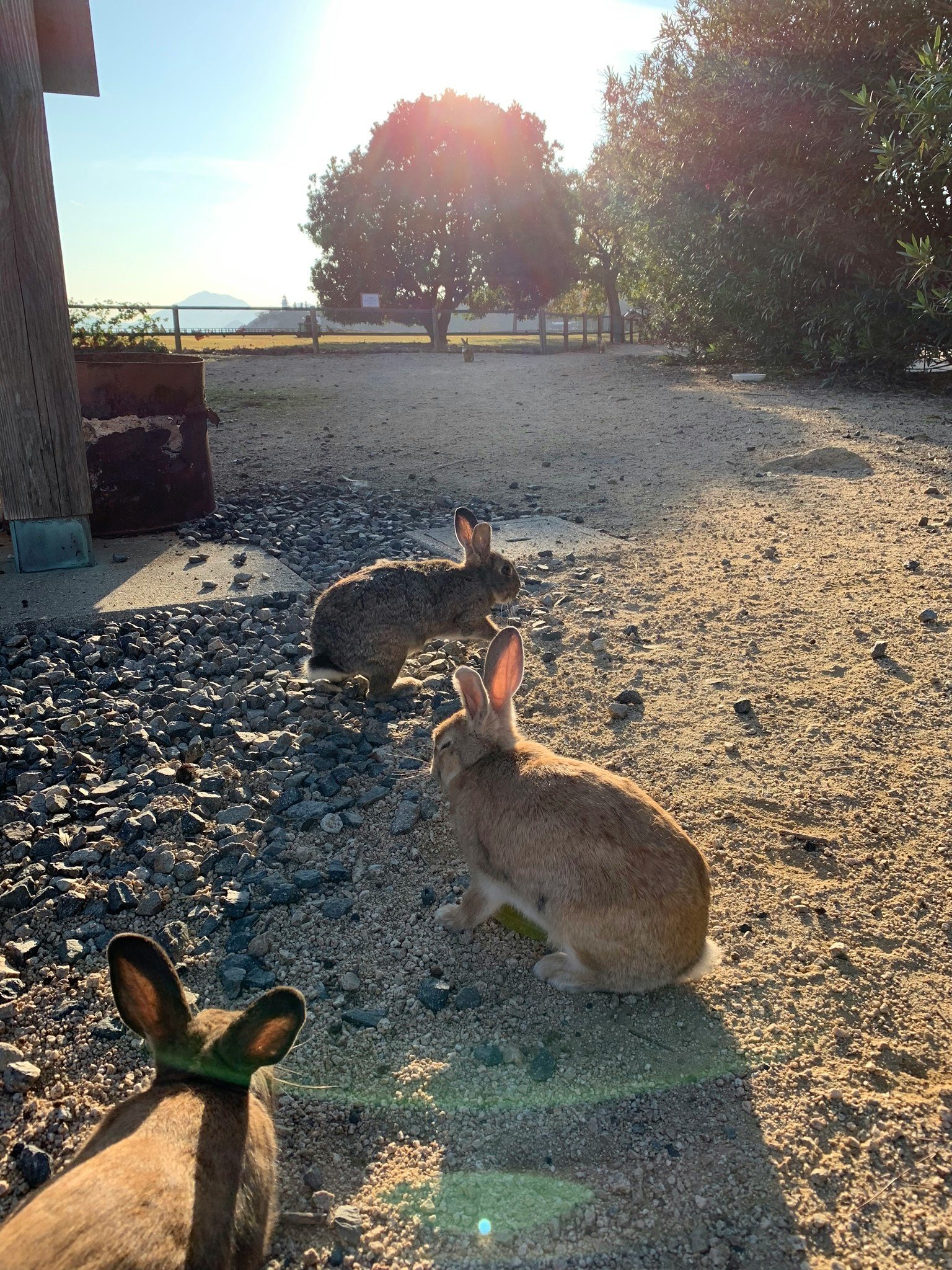 Lapins marchant sur un chemin de gravier sous le soleil